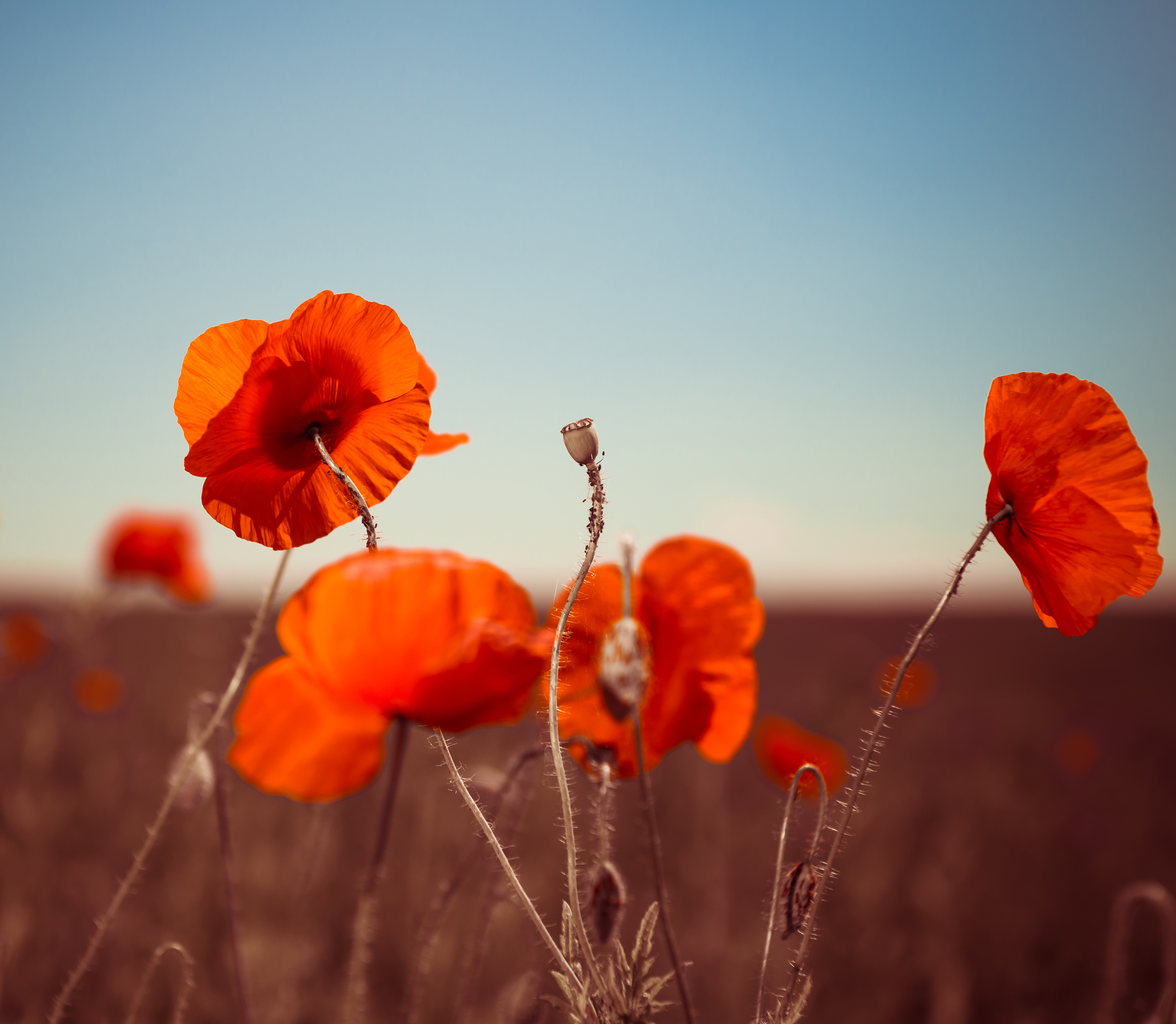Wild Poppies | Nature Wallpaper