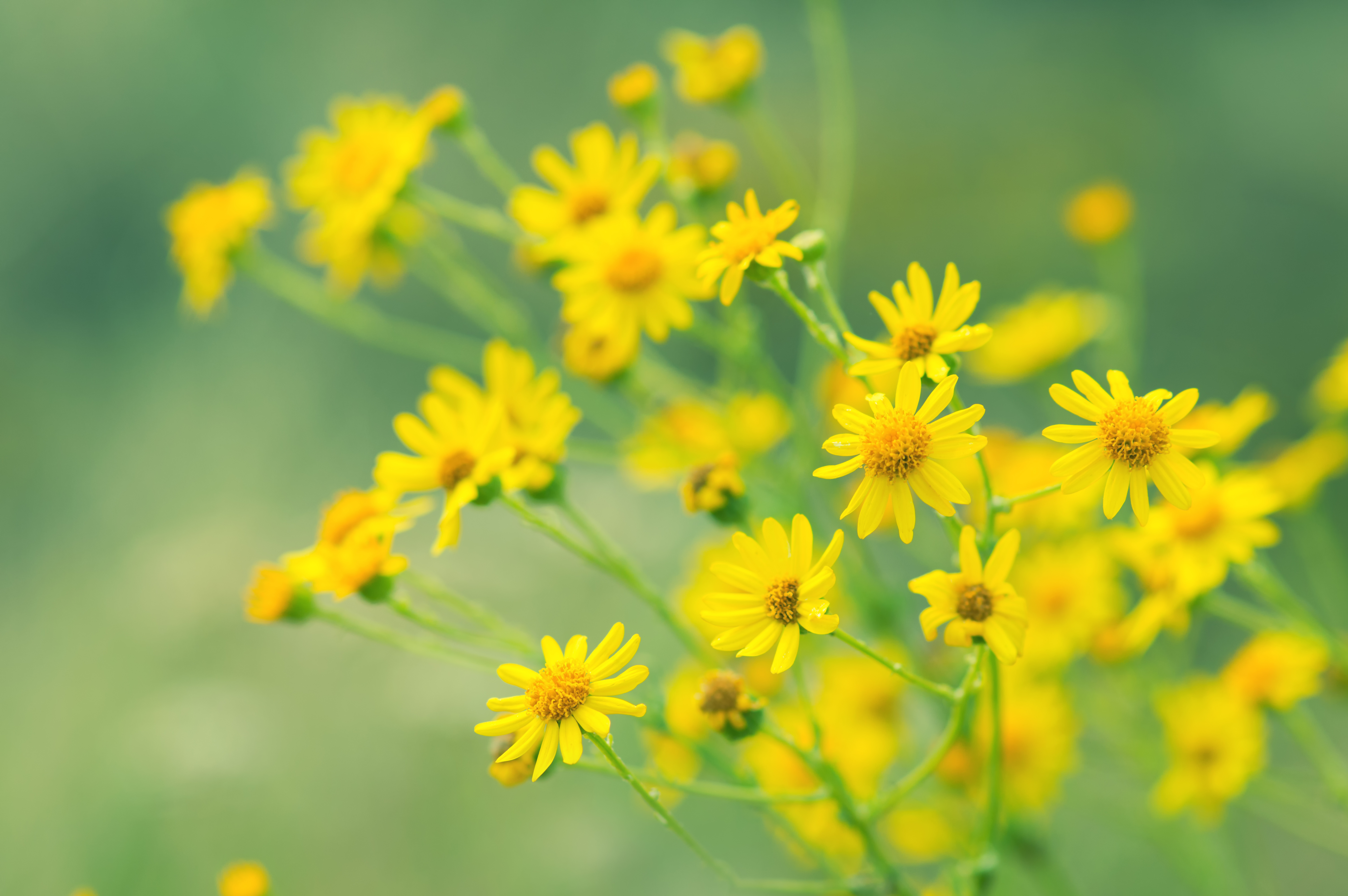 Yellow Meadow Flowers on green background