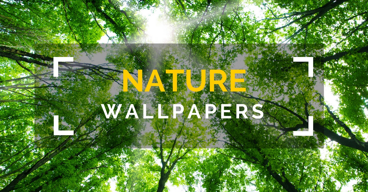 nature wallpapers