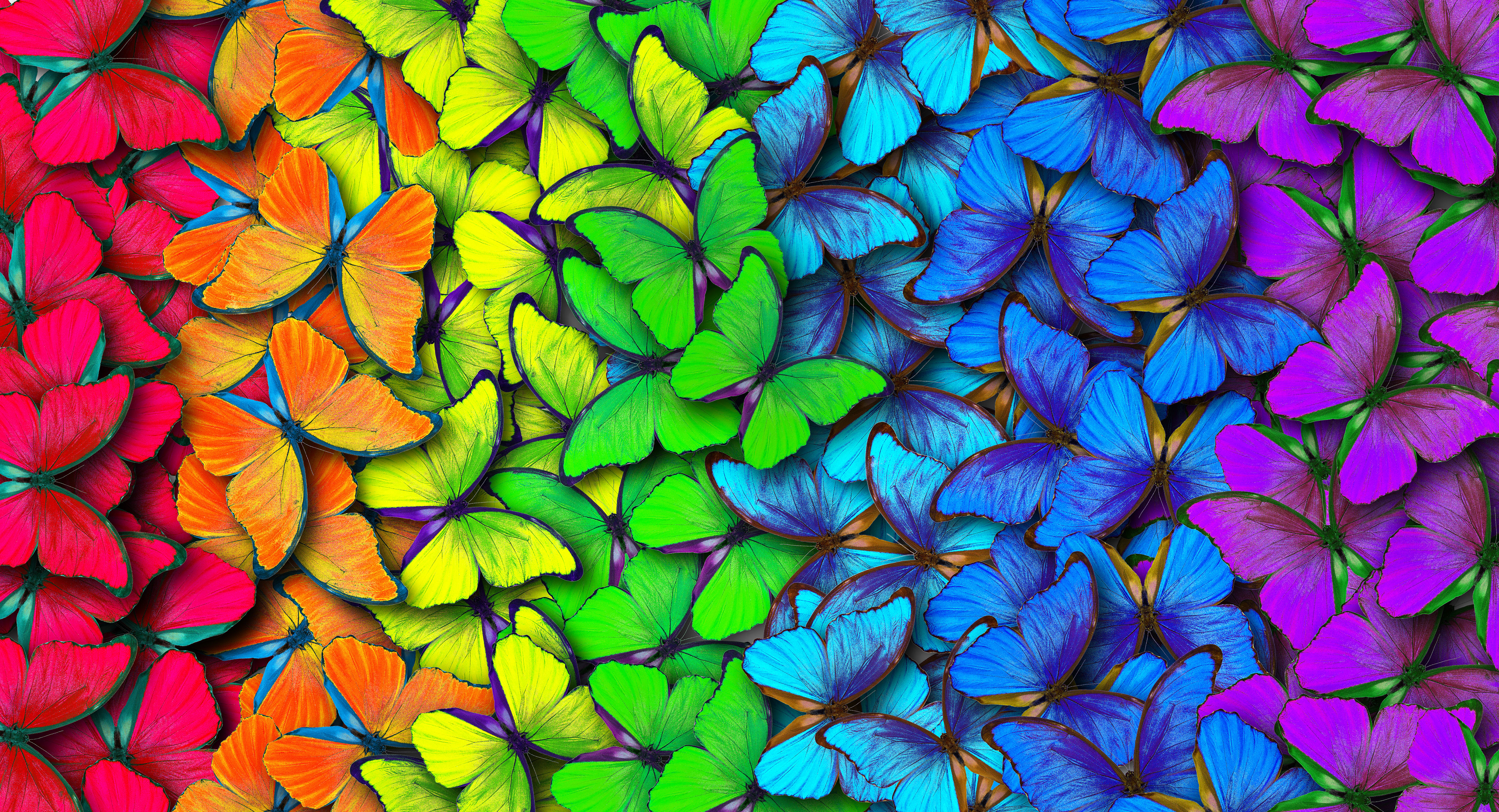 Colors of rainbow. Pattern of multicolored butterflies