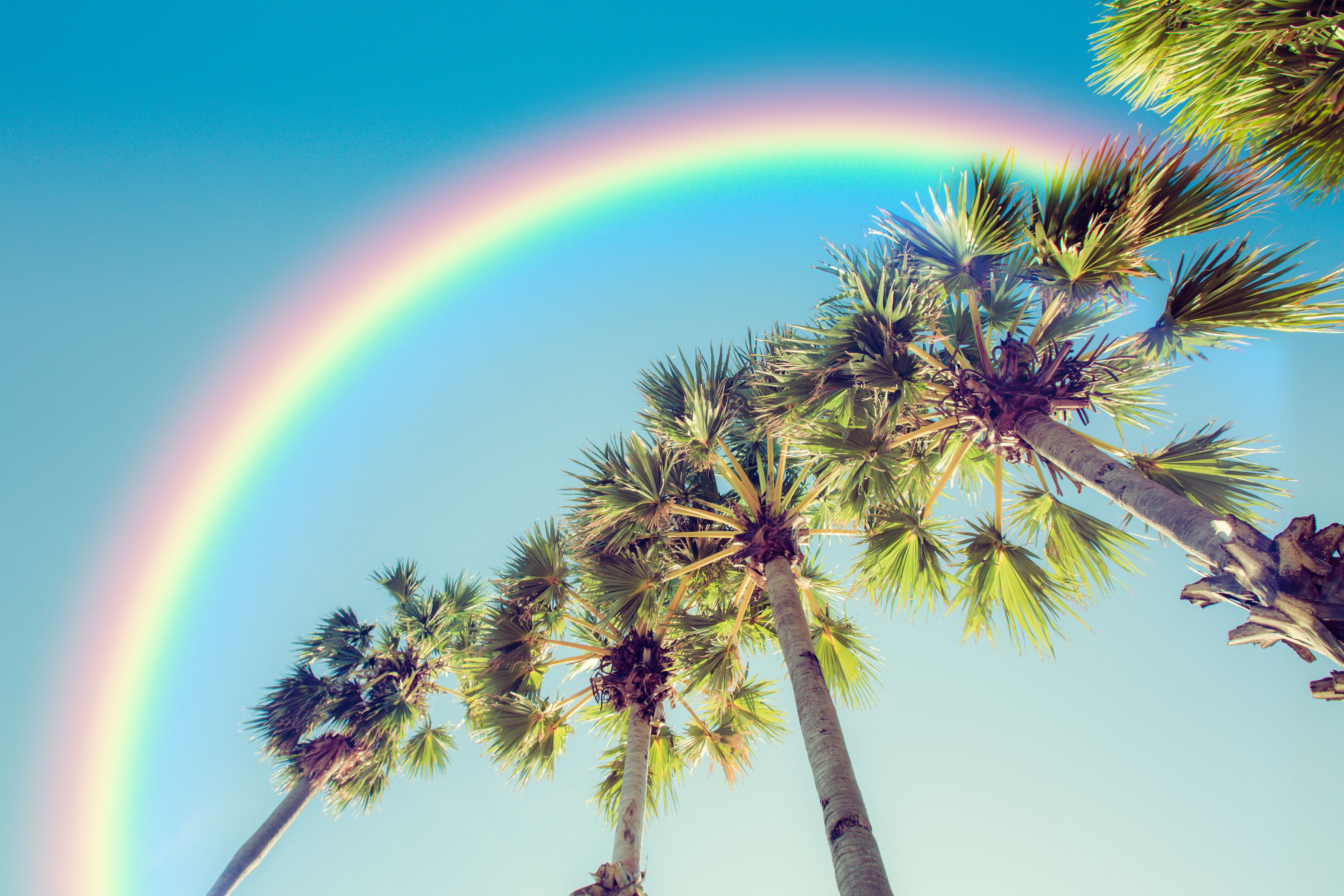 Palm tree and rainbow