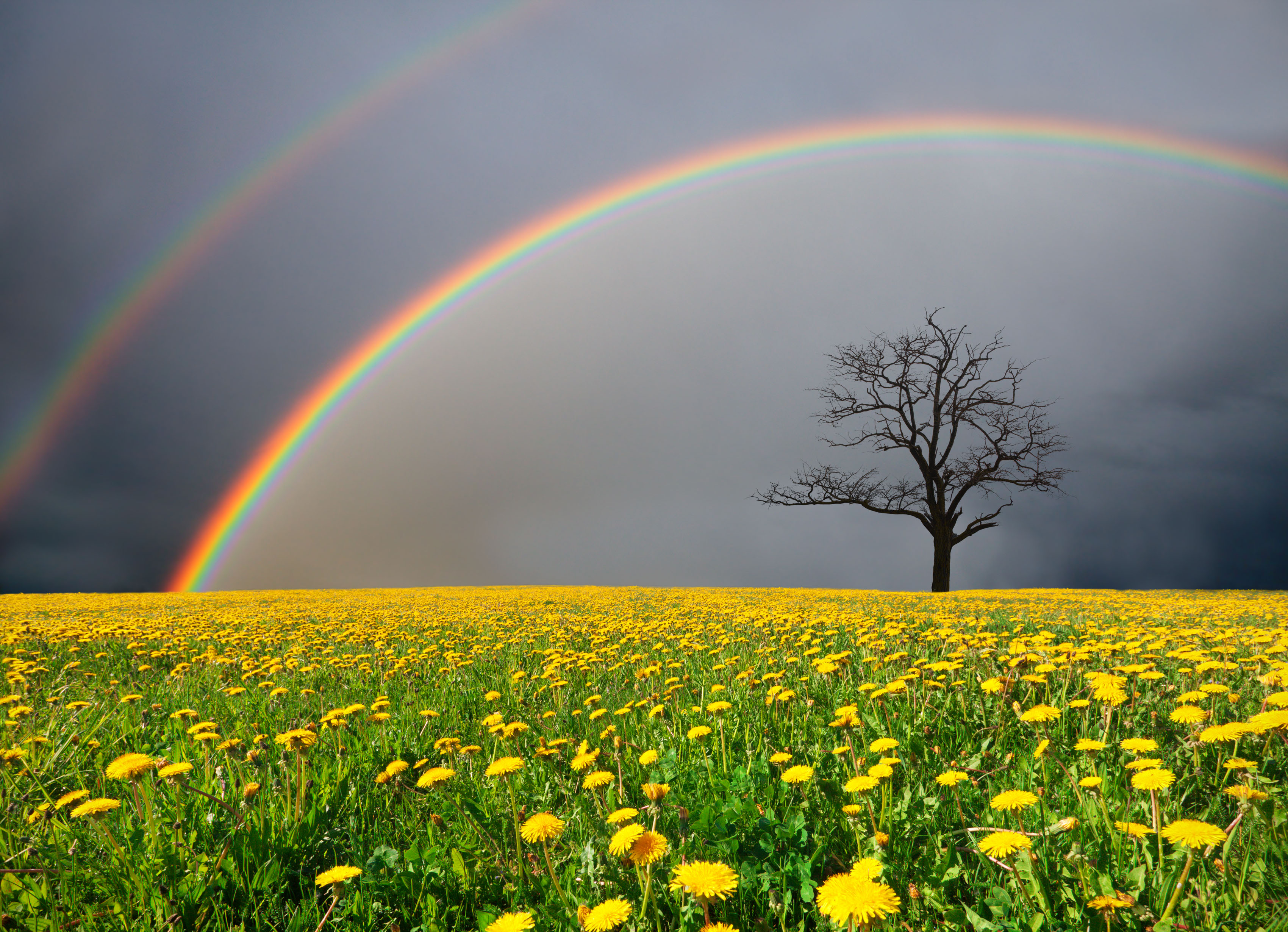 dandelion field and dead tree under cloudy sky with rainbow
