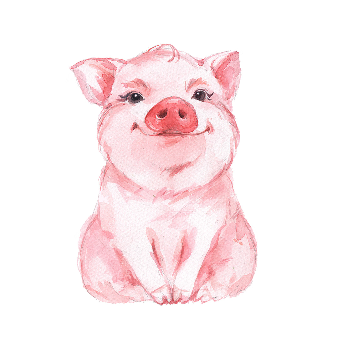 Funny pig. Cute watercolor illustration
