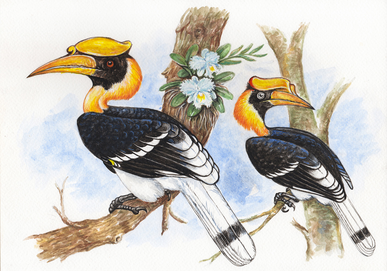 Hornbill bird watercolor painting illustration on paper