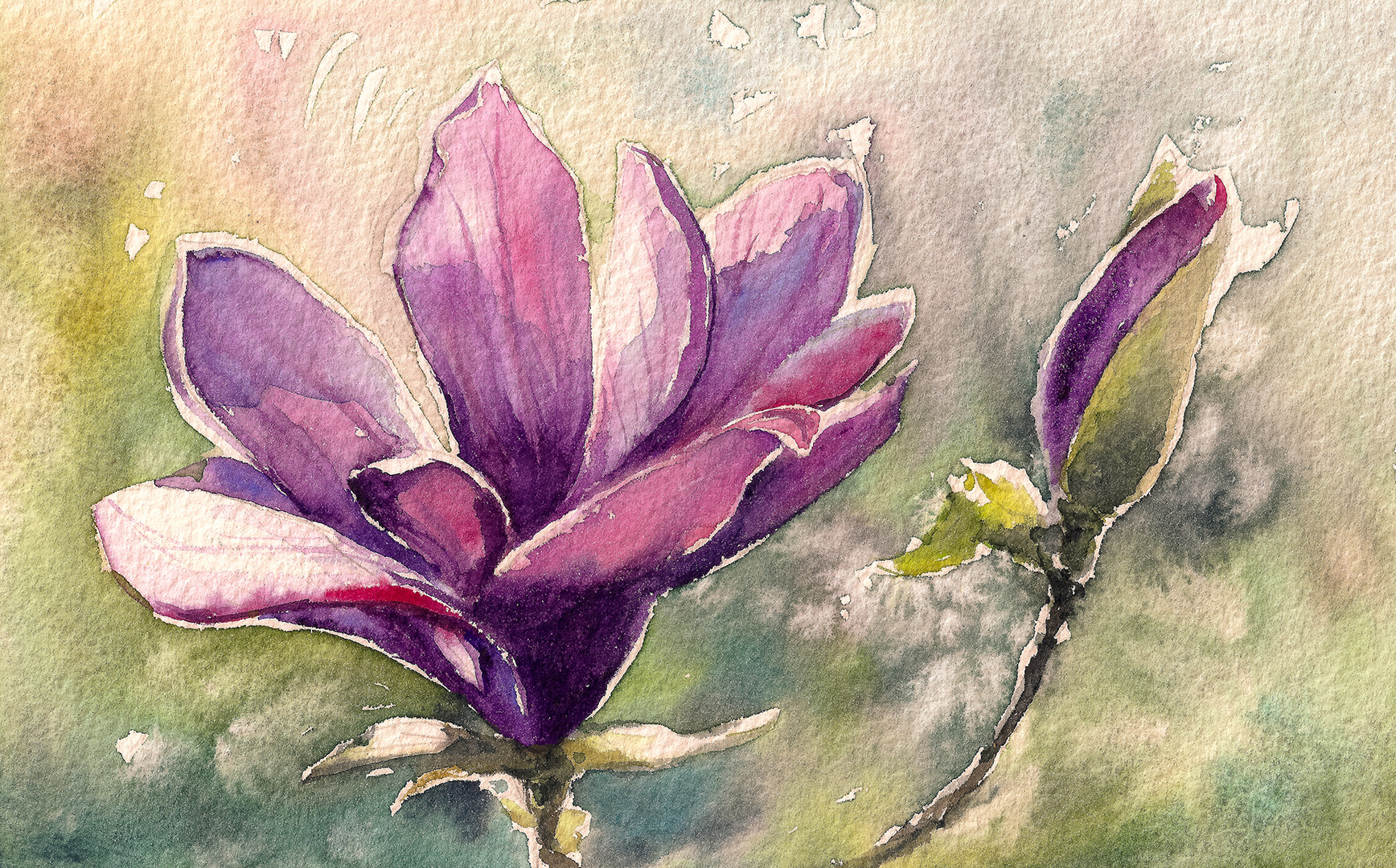 Magnolia watercolor painting illustration