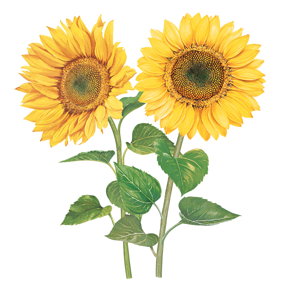 Sunflowers with watercolor painting