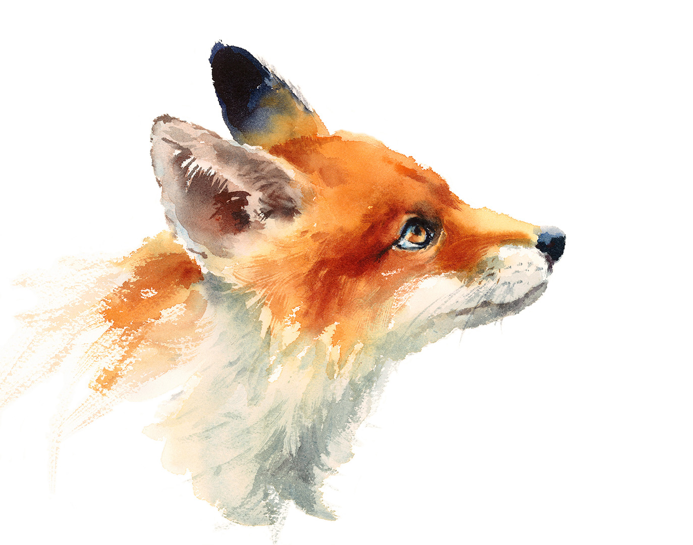 Watercolor Wild Animal Red Fox Looking Up Side View Hand Drawn Portrait