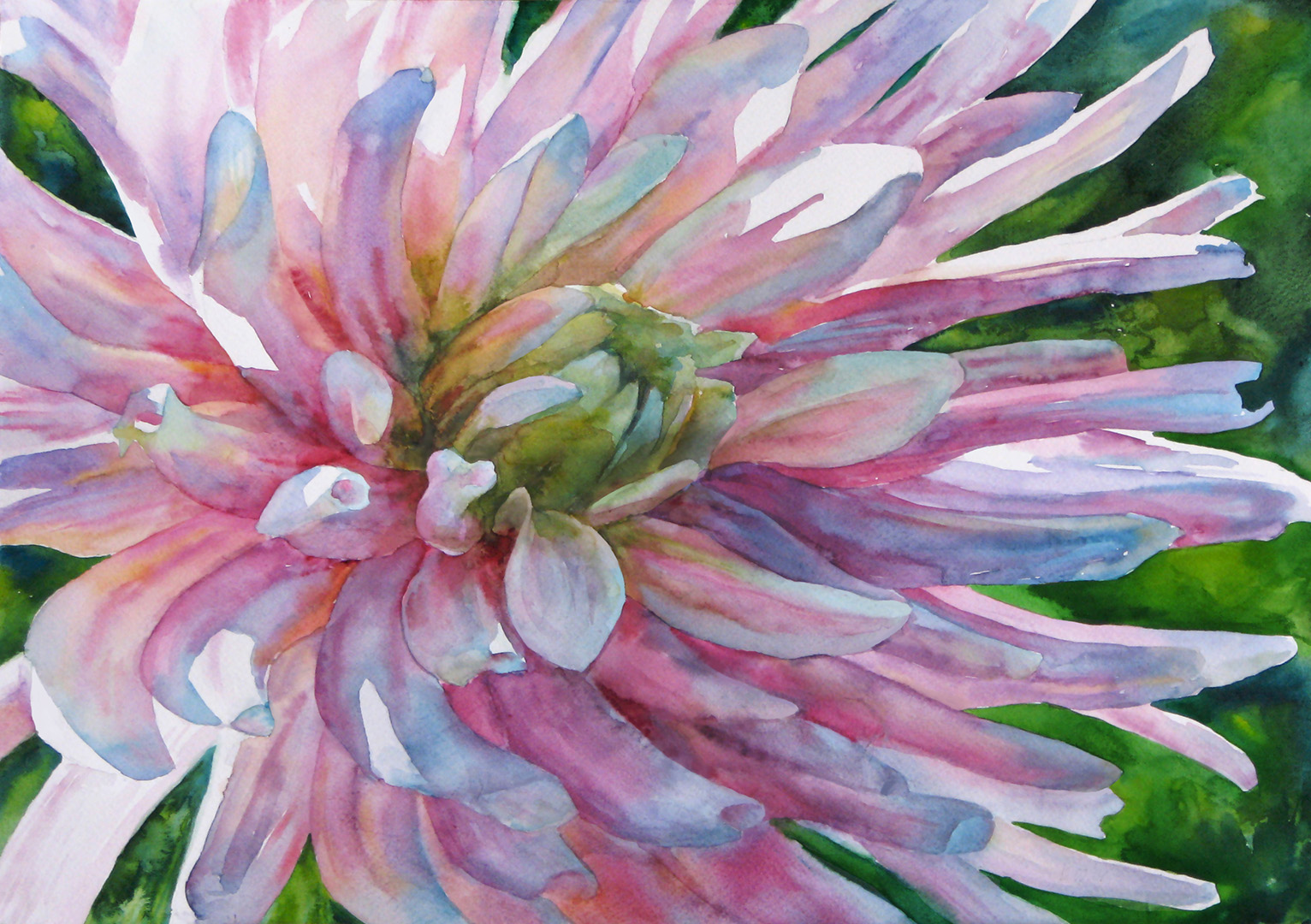 Watercolor painting. Flower aster 