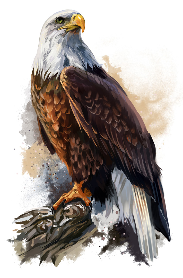 bald eagle watercolor painting
