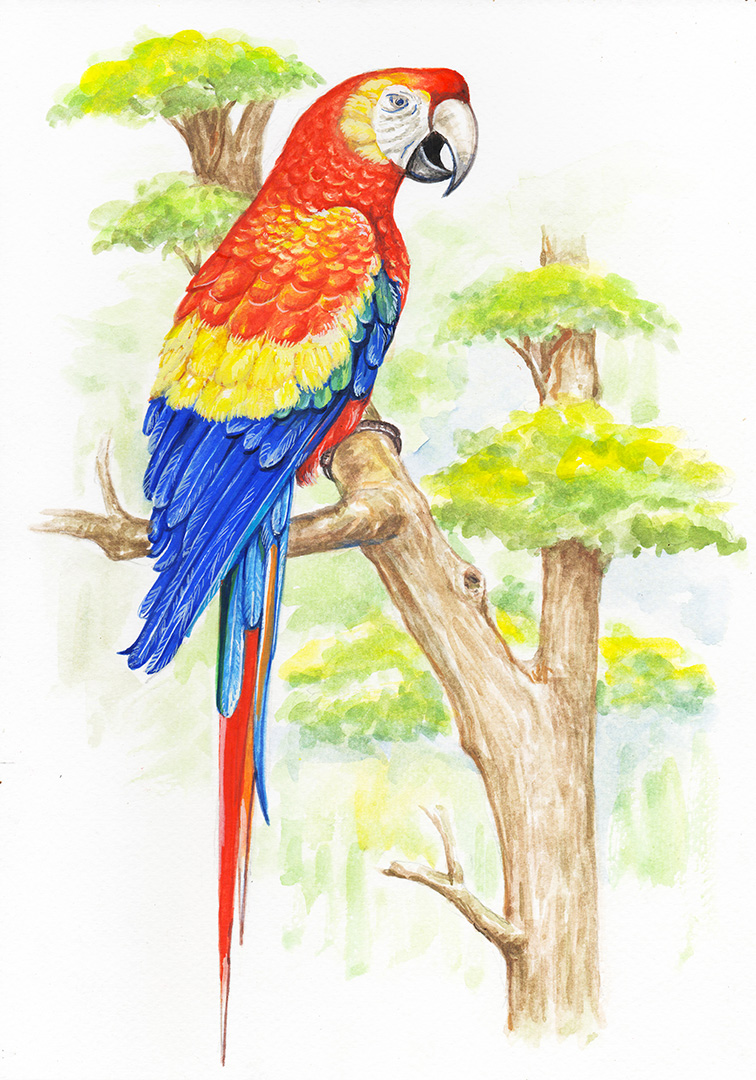 watercolor drawing of a tropical parrot