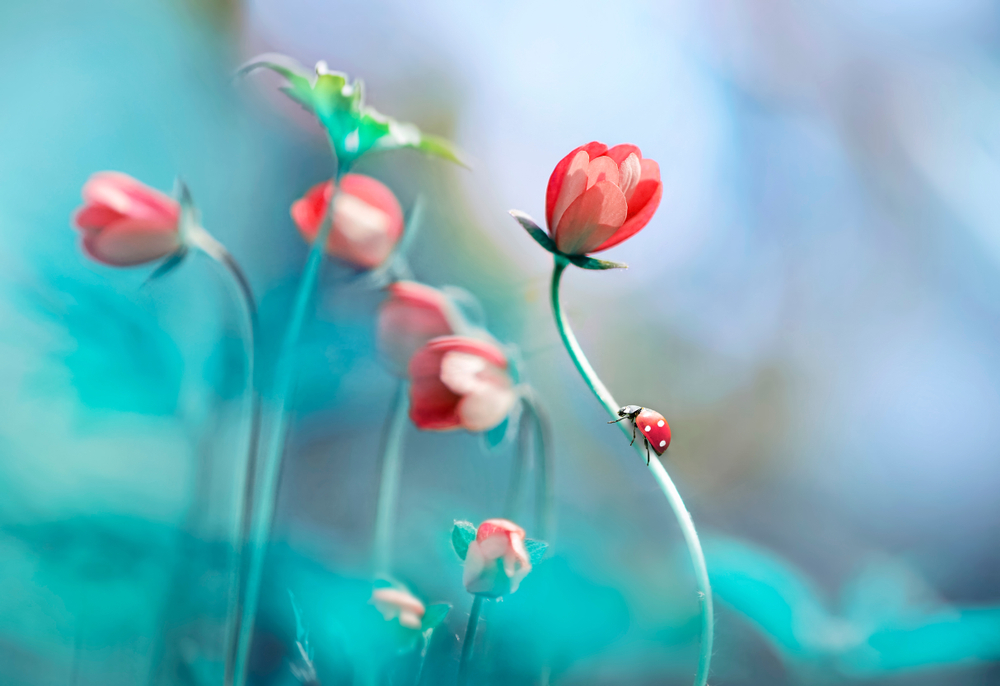 Beautiful pink flowers anemones and ladybug in spring nature outdoors against blue sky
