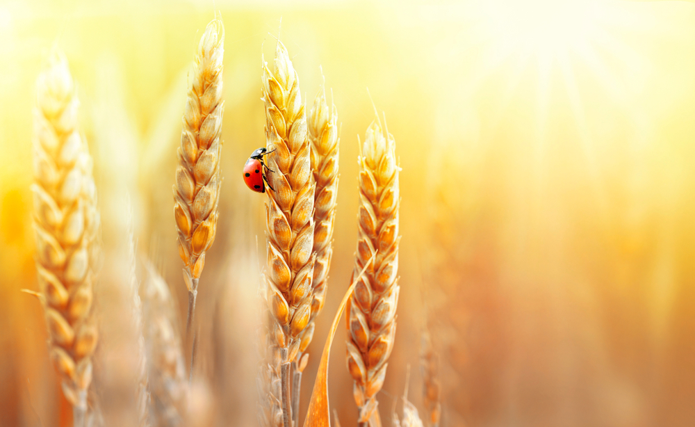 Golden ripe ears of wheat and ladybug on nature in summer field at sunset rays of sunshine