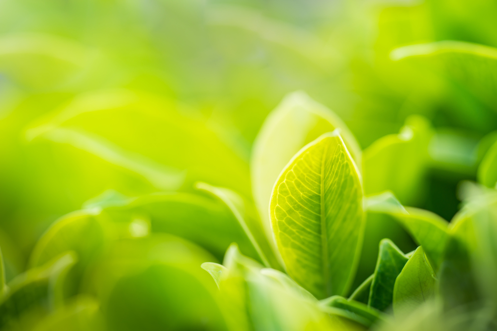Natural green plants landscape using as a wallpaper