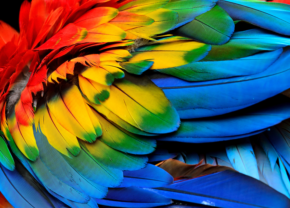 Exotic nature background and texture