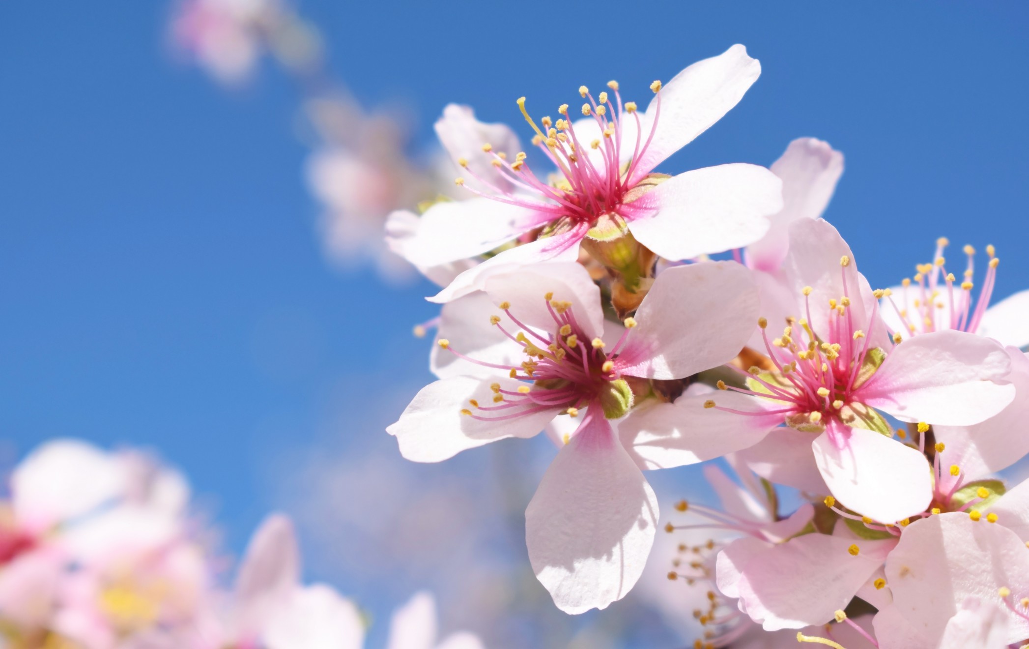 Almond flower