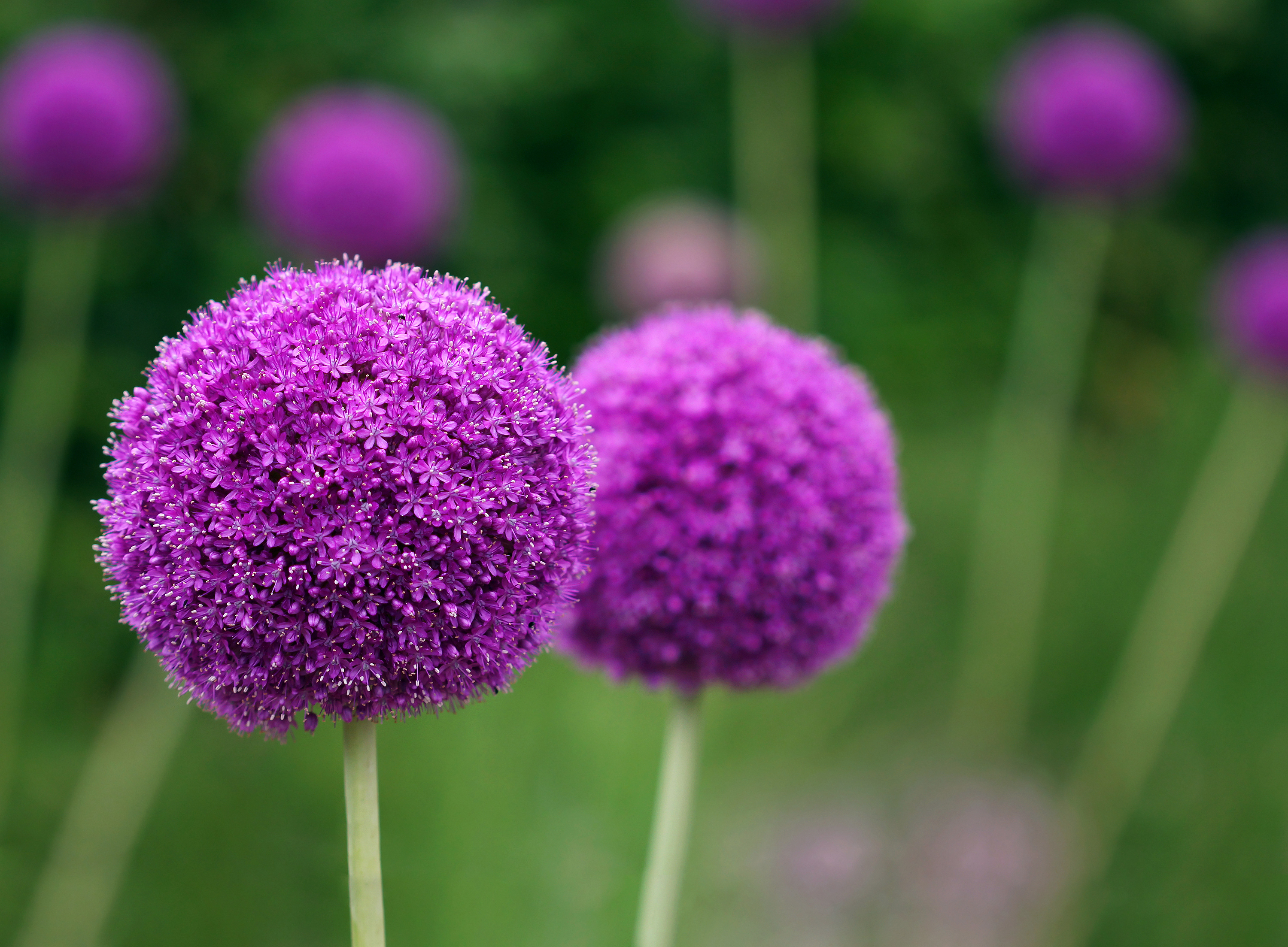 Couple of the allium purple flowers growing in the garden