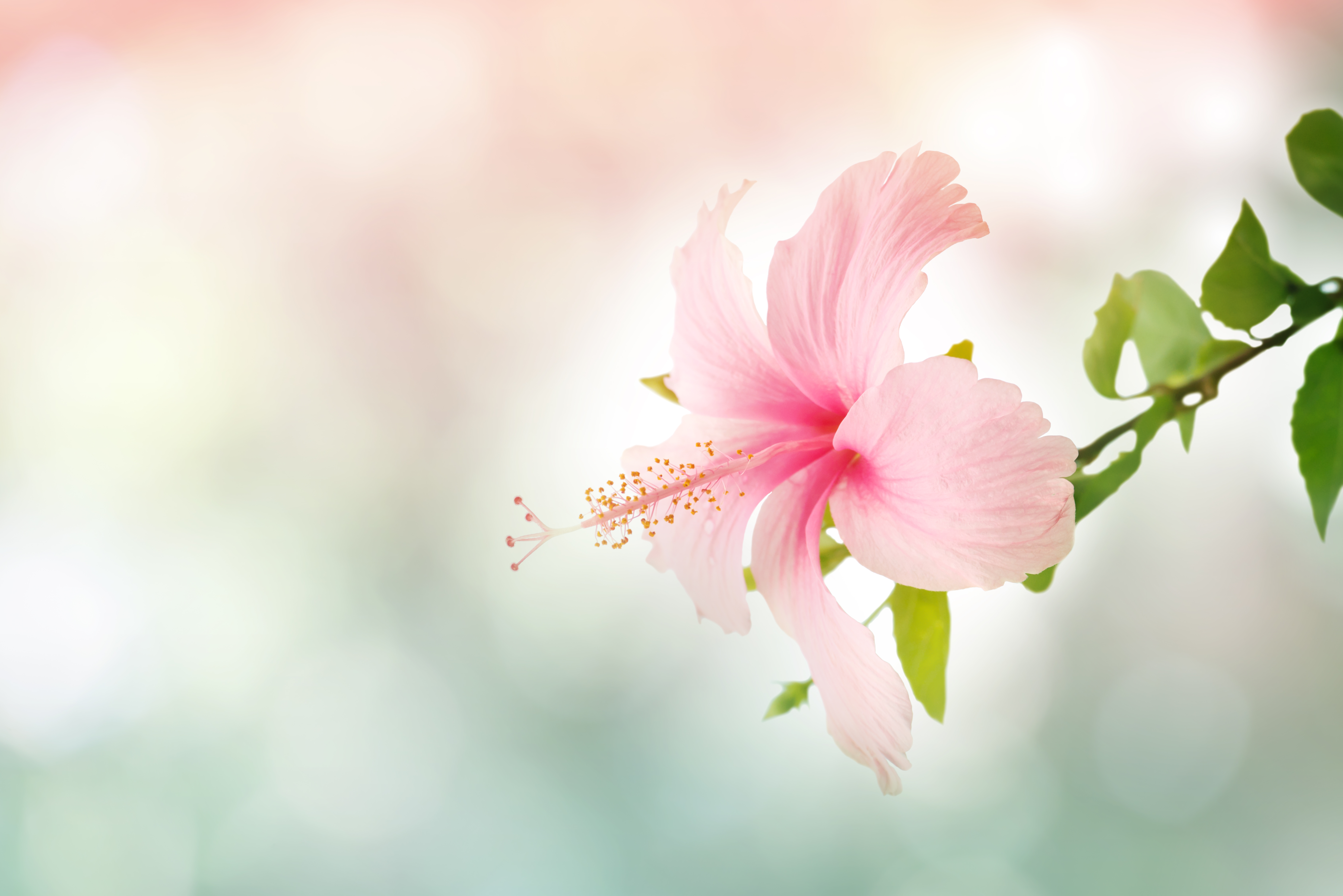 Hibiscus Flower in soft focus