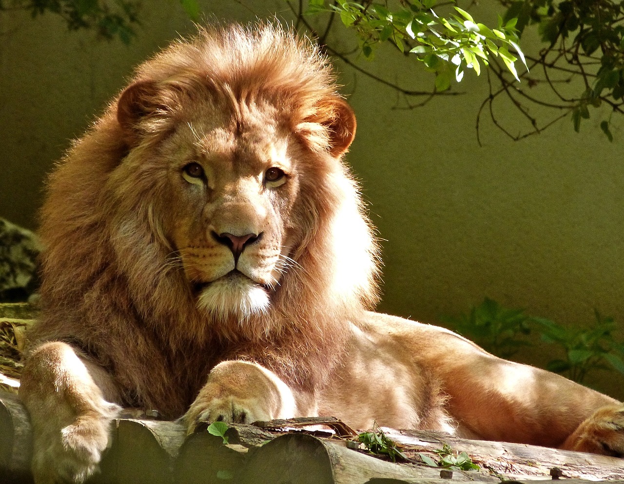 King of the jungle