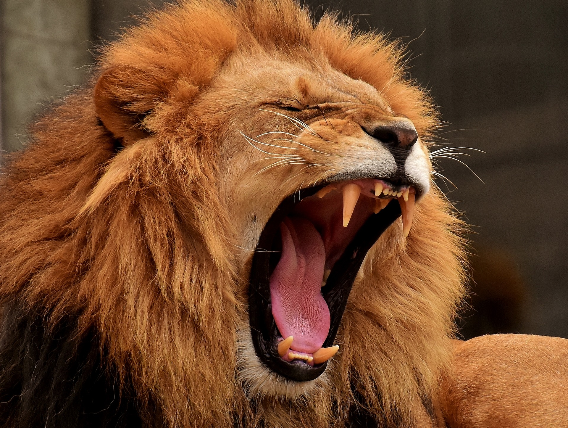 Lion Yawn