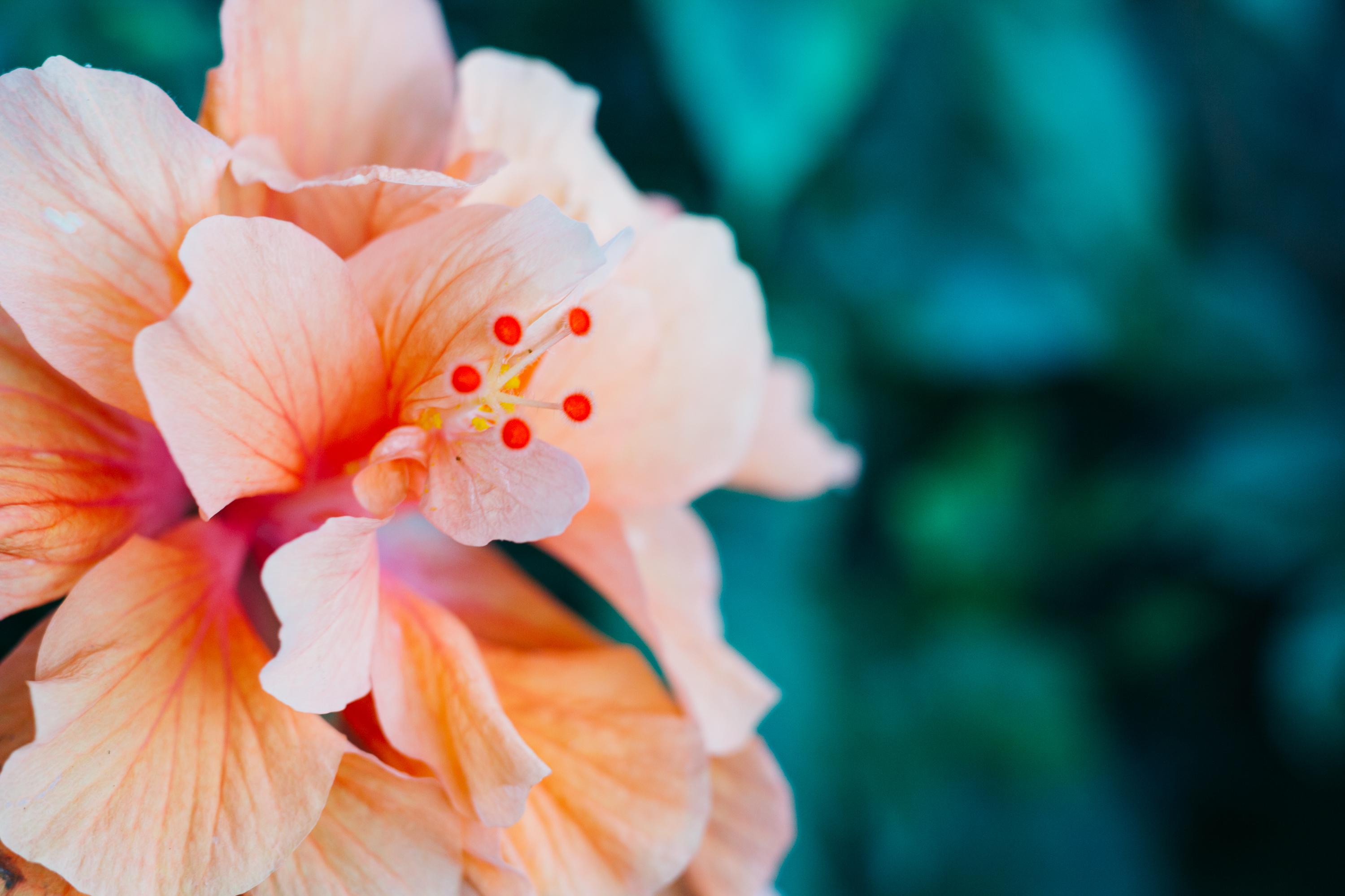 Orange hibiscus flower