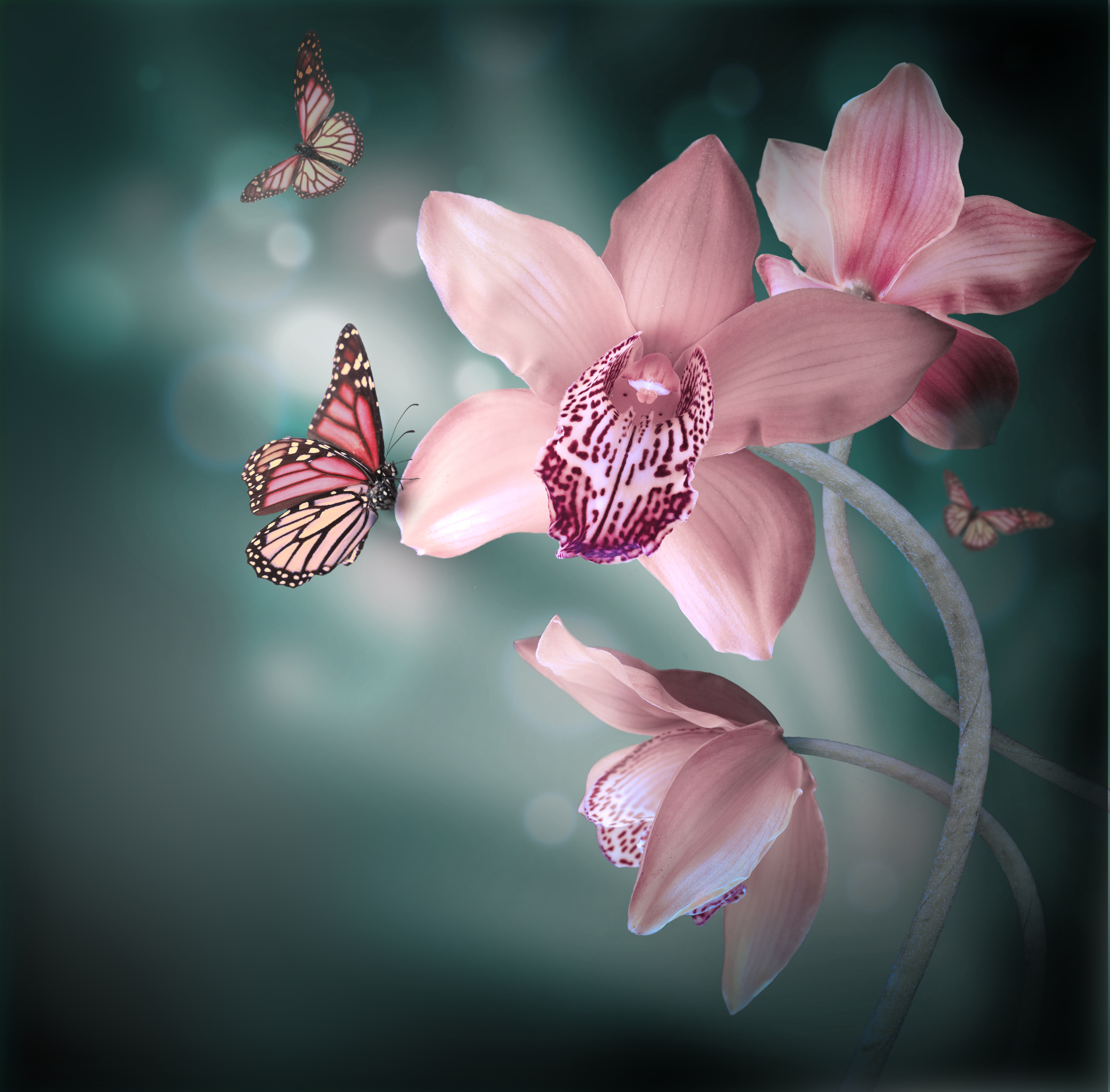 Orchids with a butterfly