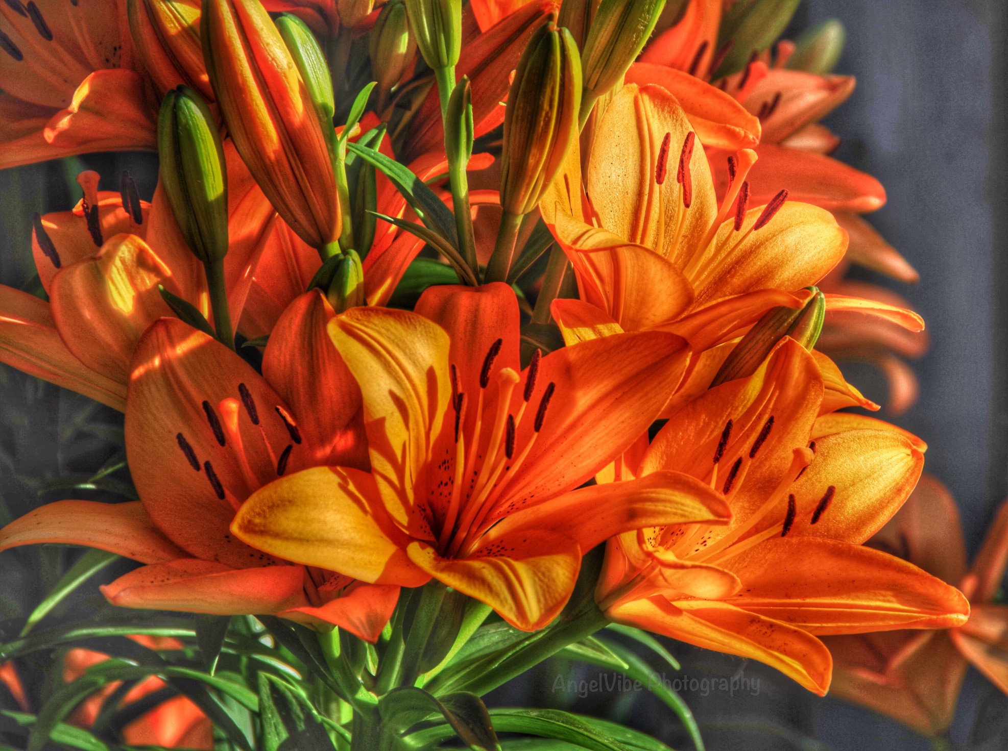 Beautiful lilies