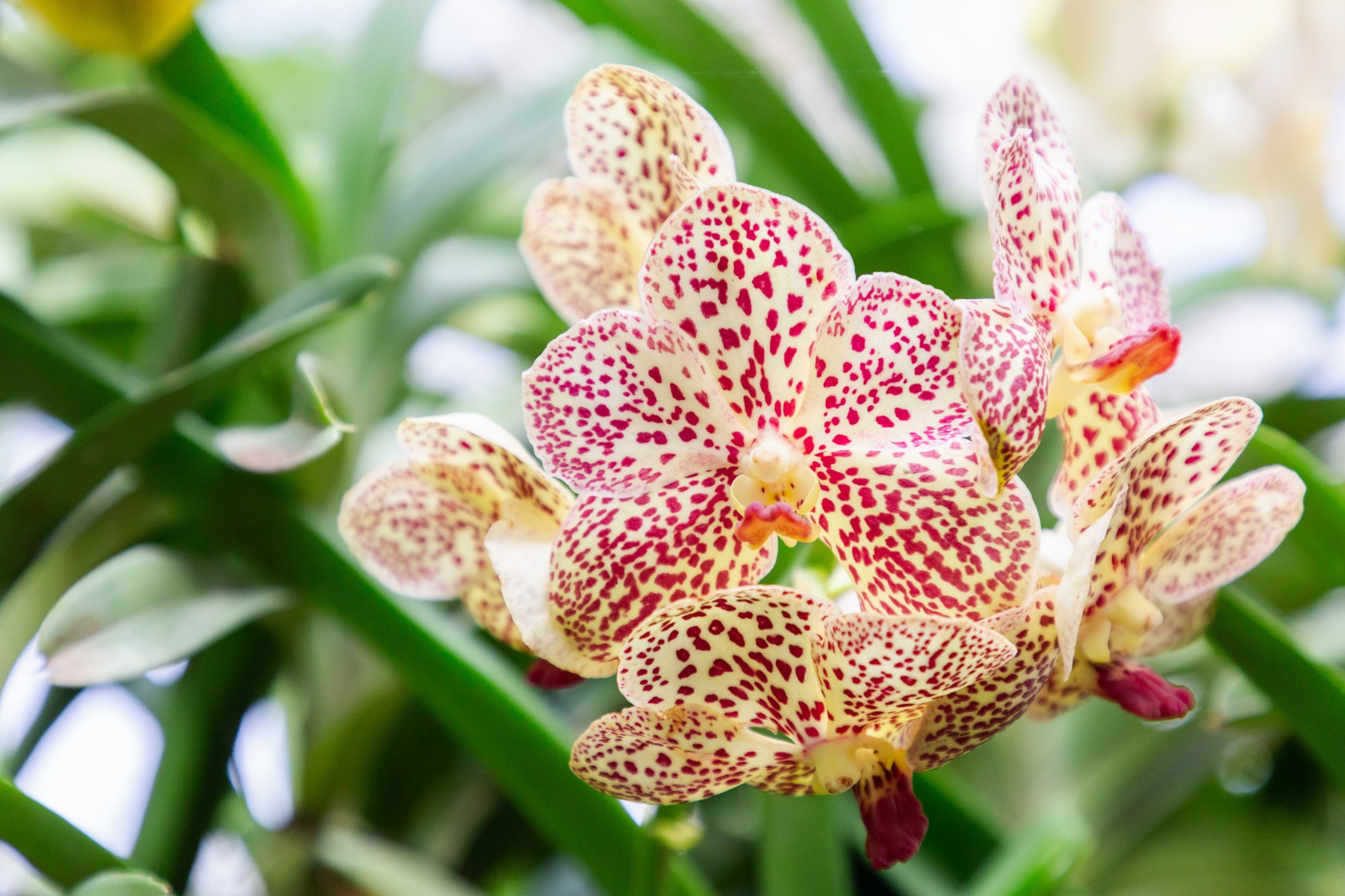 Beautiful orchid flower blooming at spring season