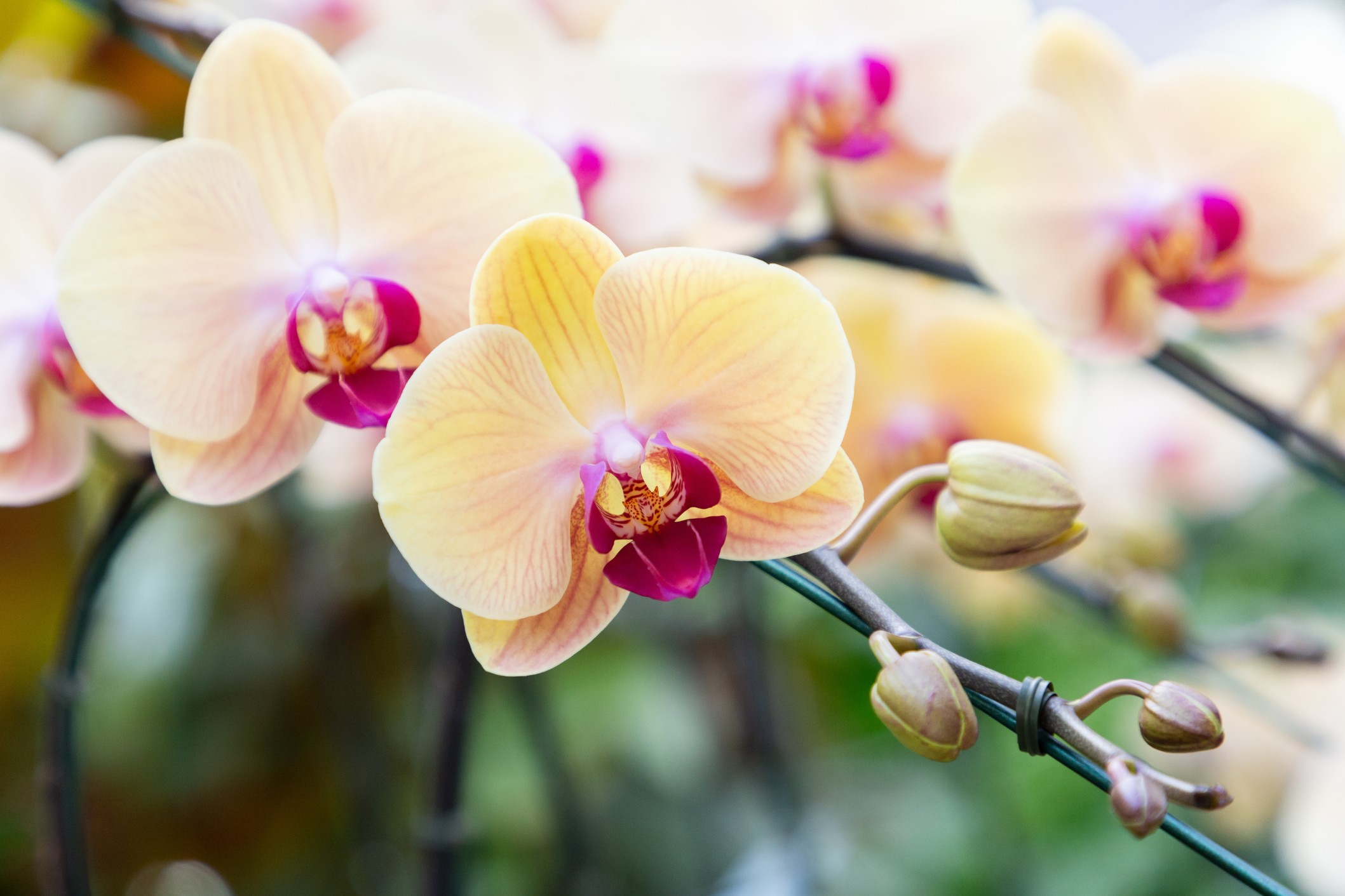 Beautiful orchid flower blooming at spring season