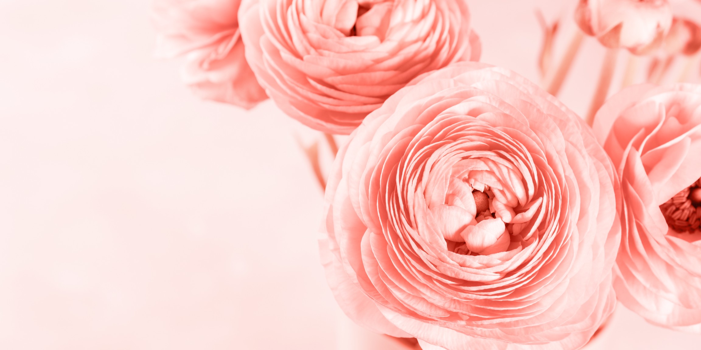 Beautiful pink ranunculus