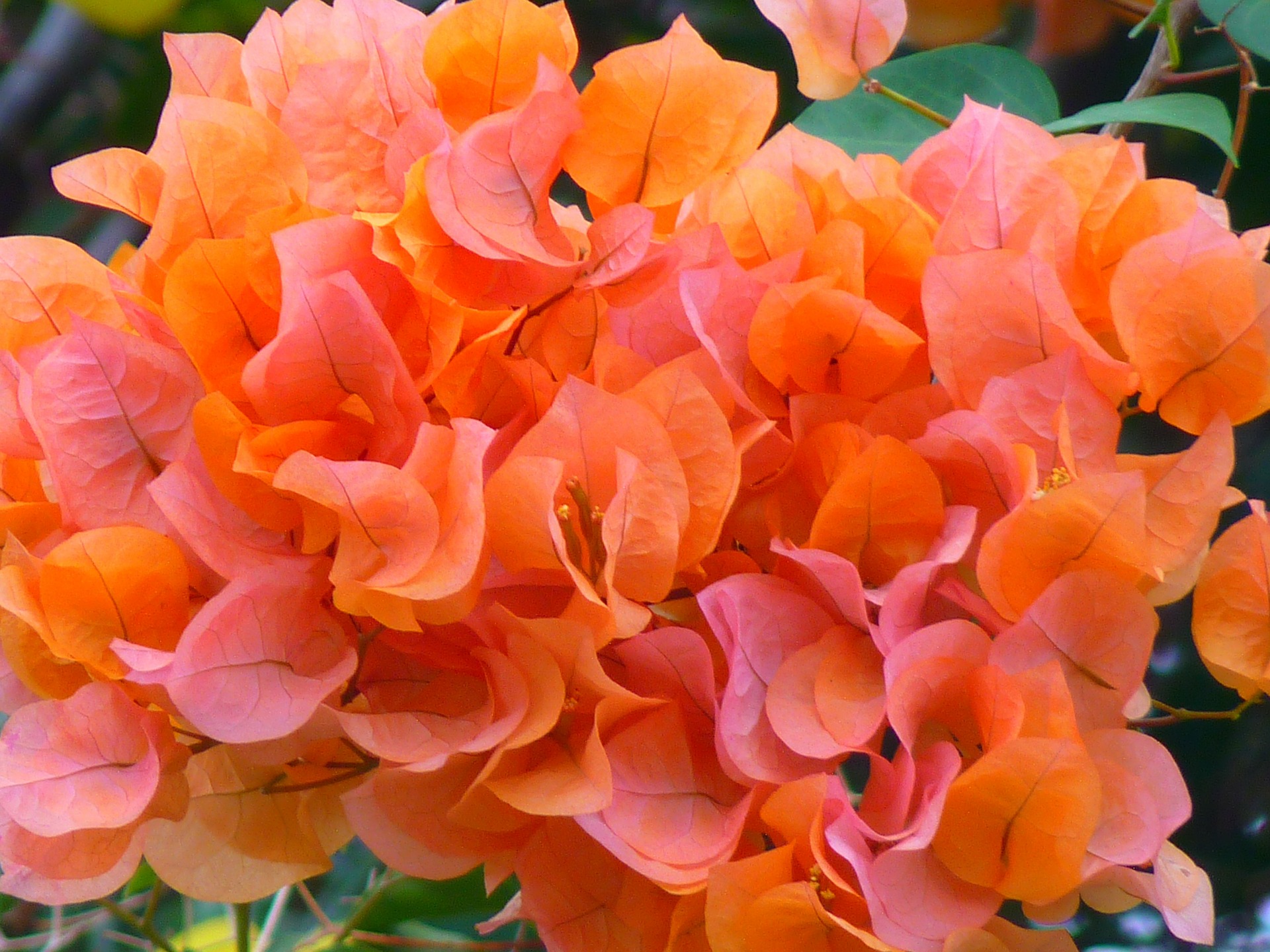 bougainvillea flowers