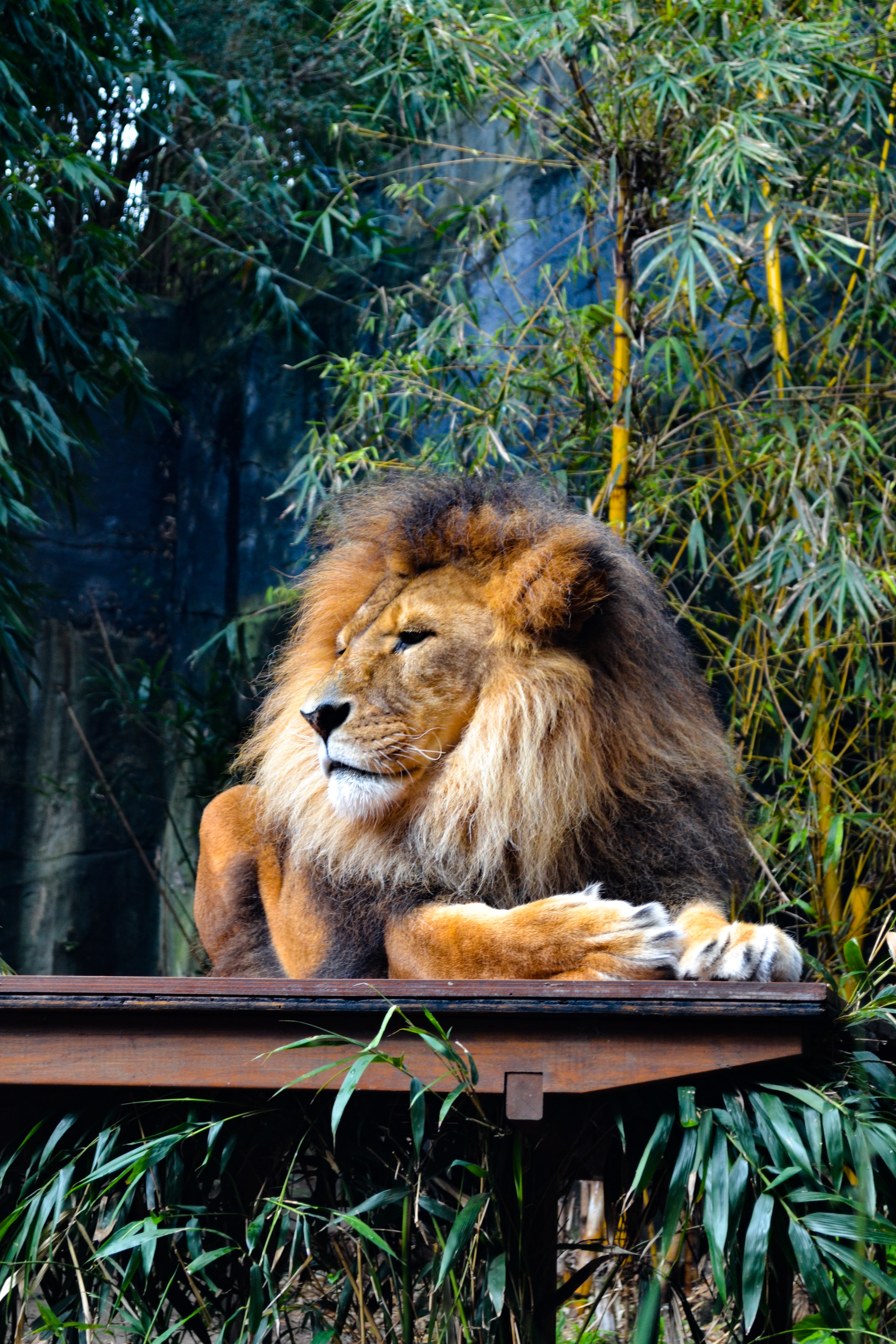 Lion resting in the forest