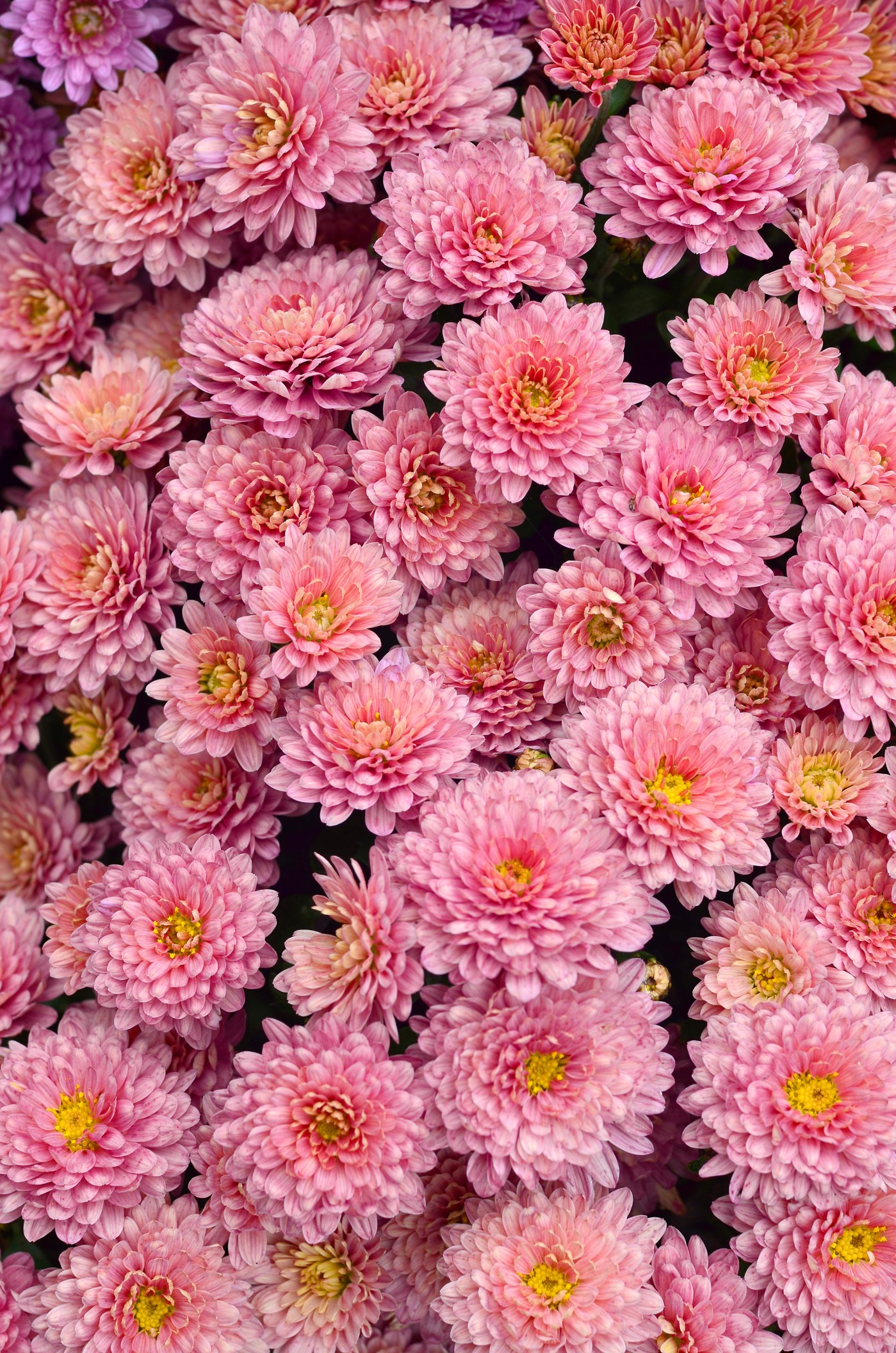 chrysanthemum