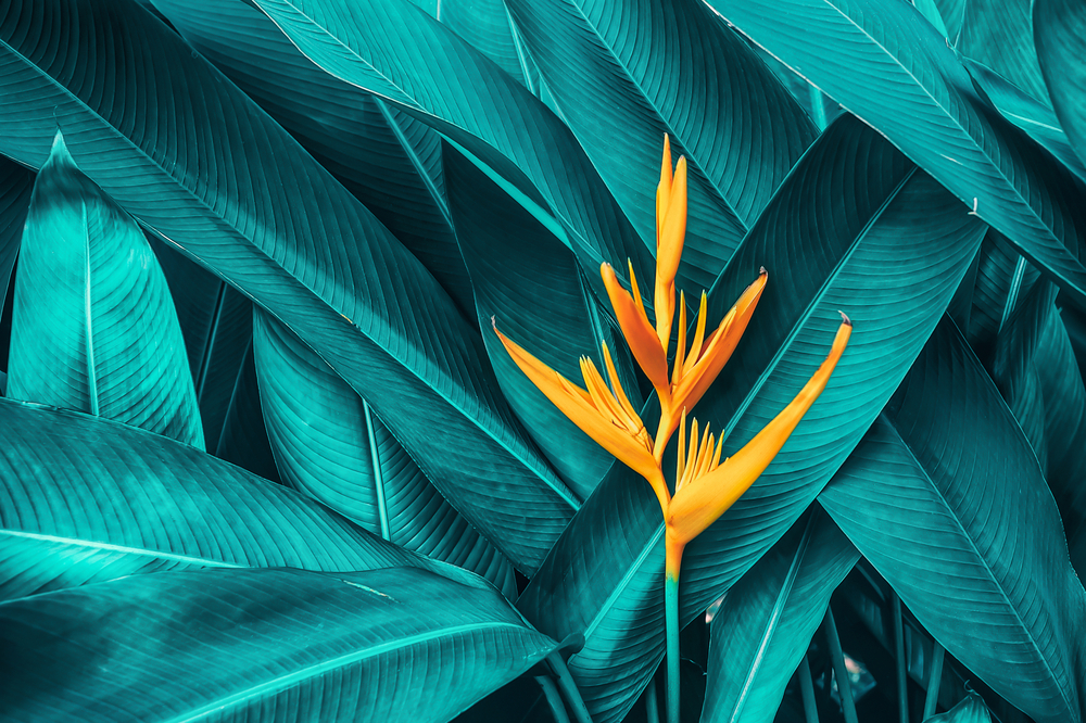 colorful flower on dark tropical foliage nature background