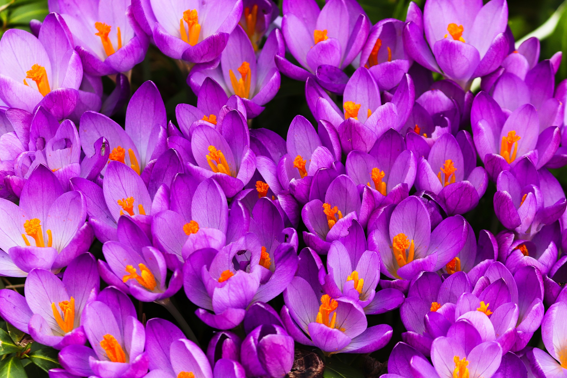 Crocus Flowers