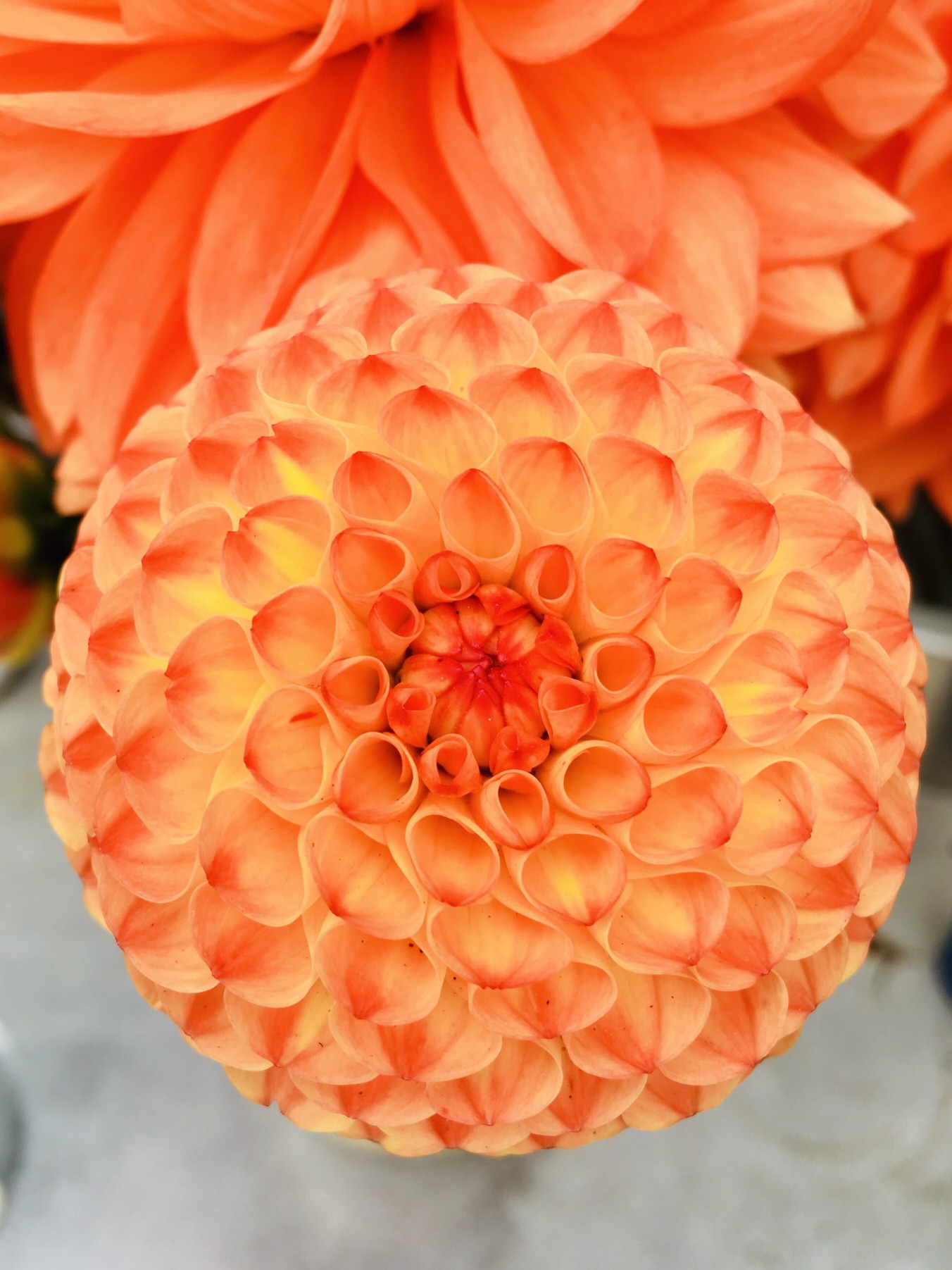 Dahlia