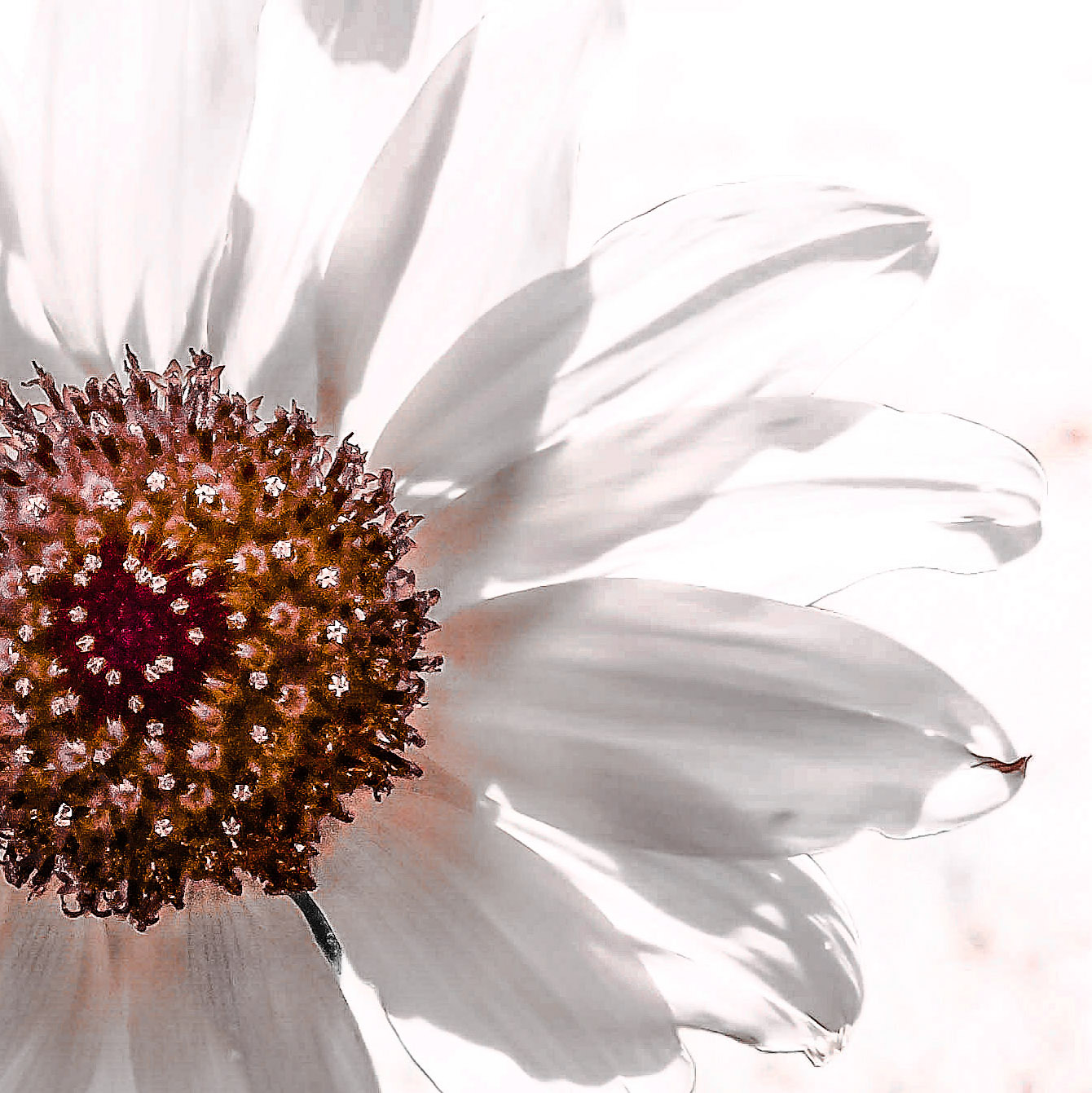 Daisy flora