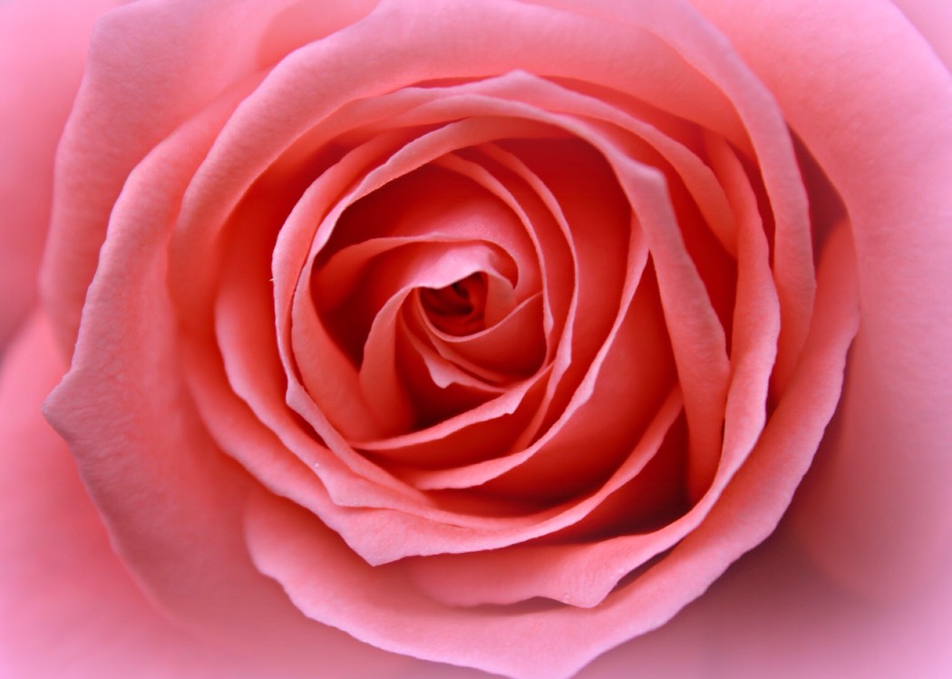 Glorious pink