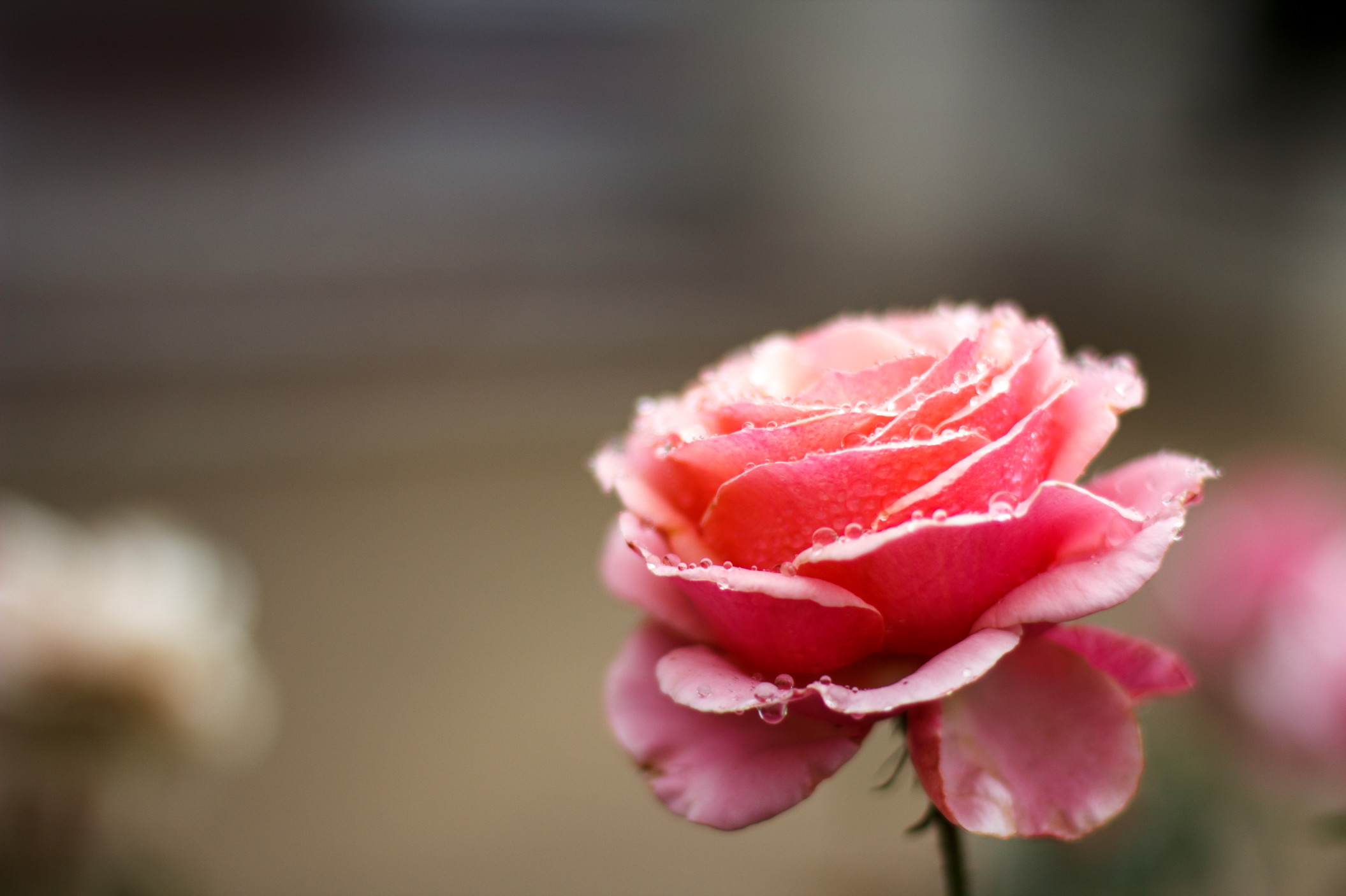 Beautiful rose covered in raindrops
