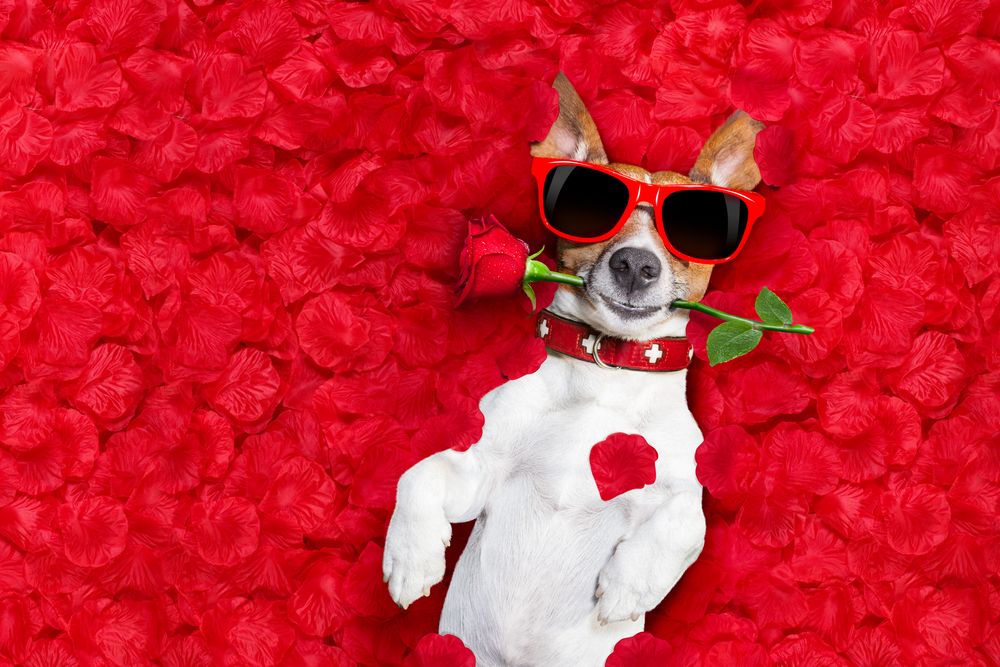 In love on valentines day