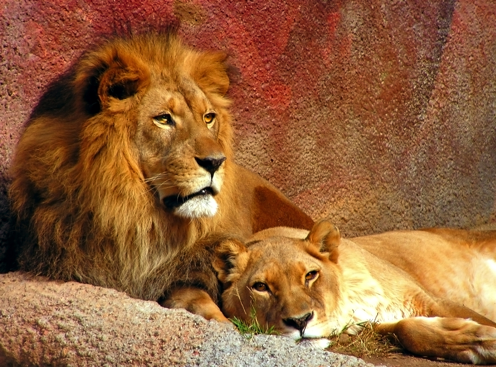 Lion Resting