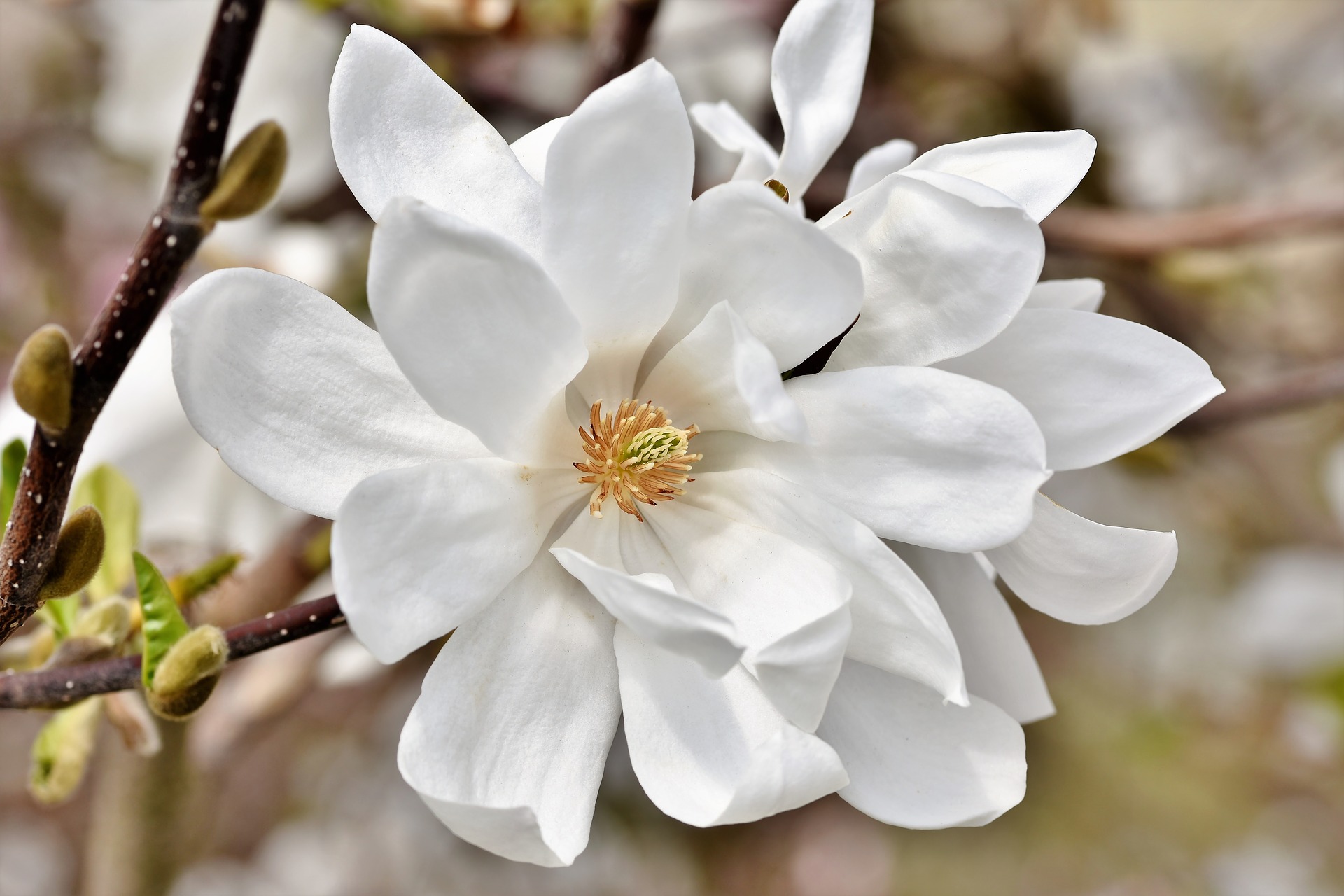 Magnolia Flower