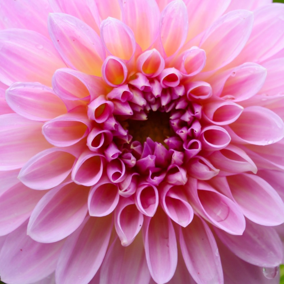 Natural beauty