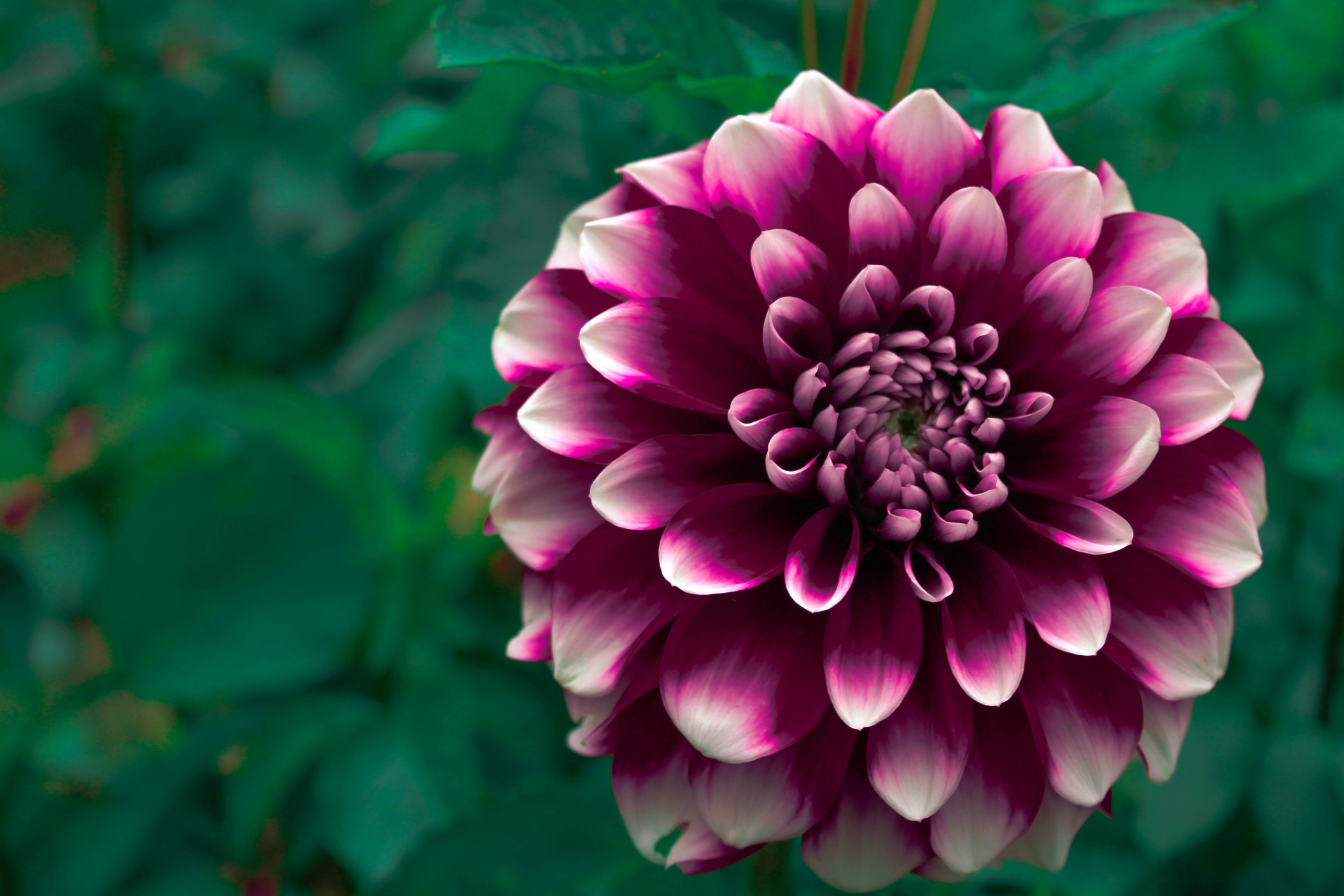 spring flowers