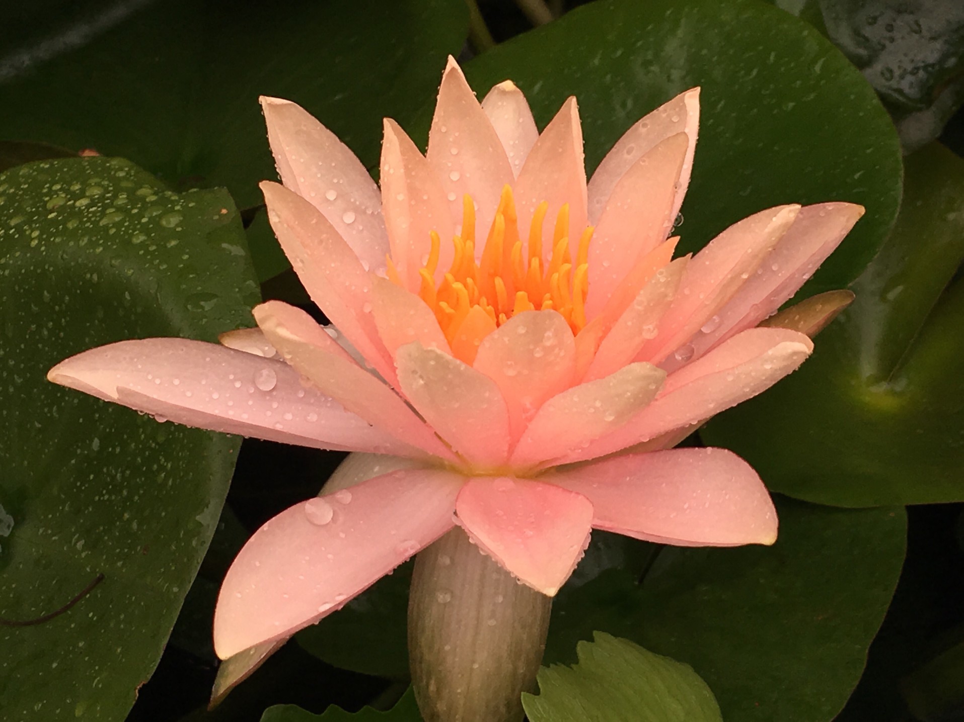 Lotus