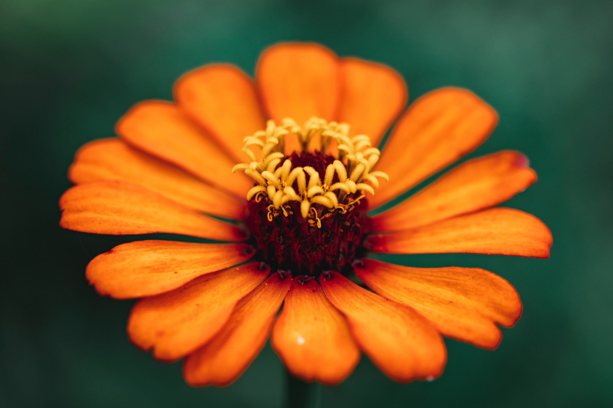 Orange flower