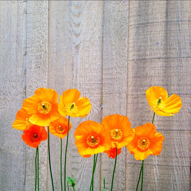Orange poppies