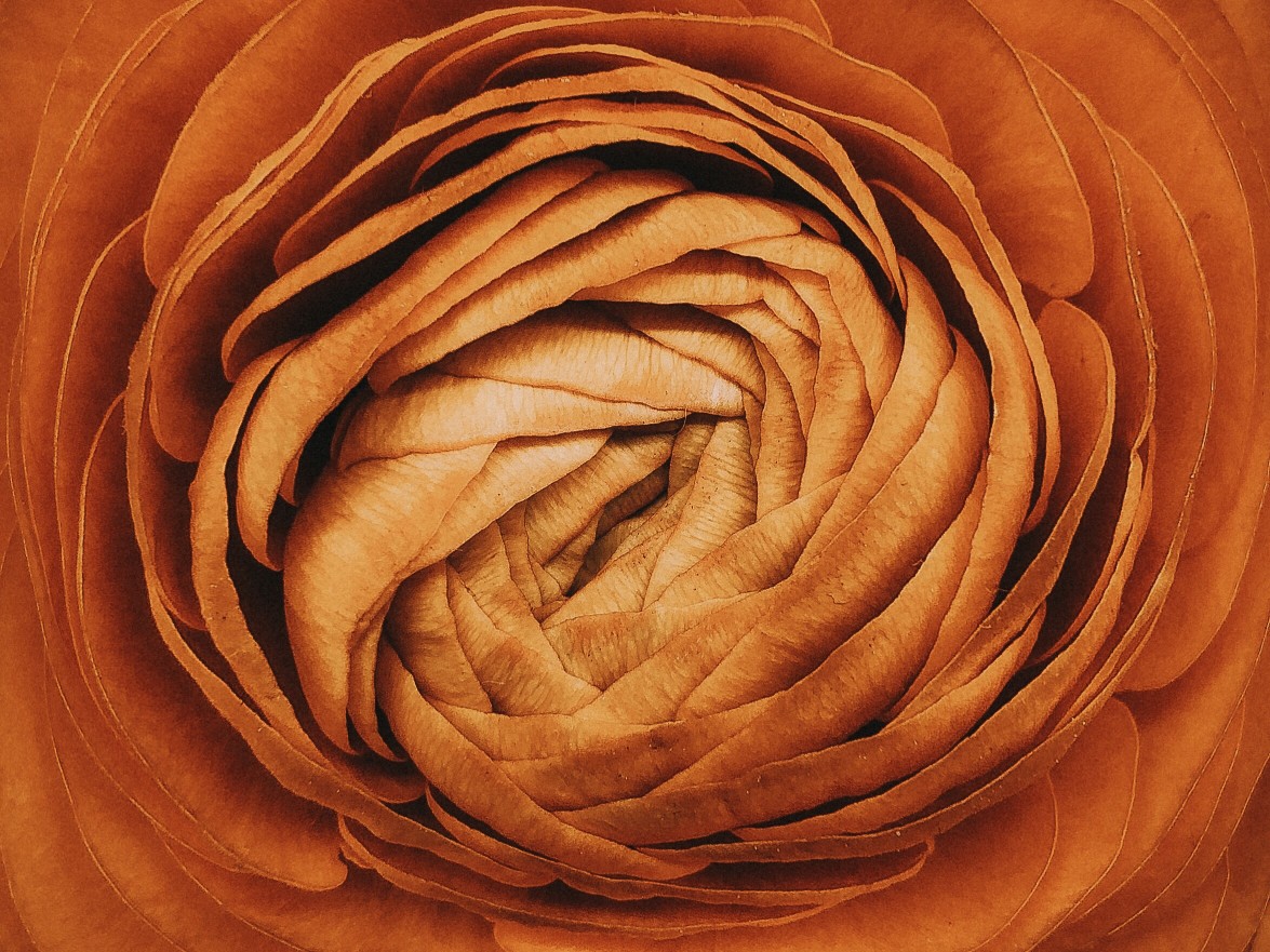 Petals