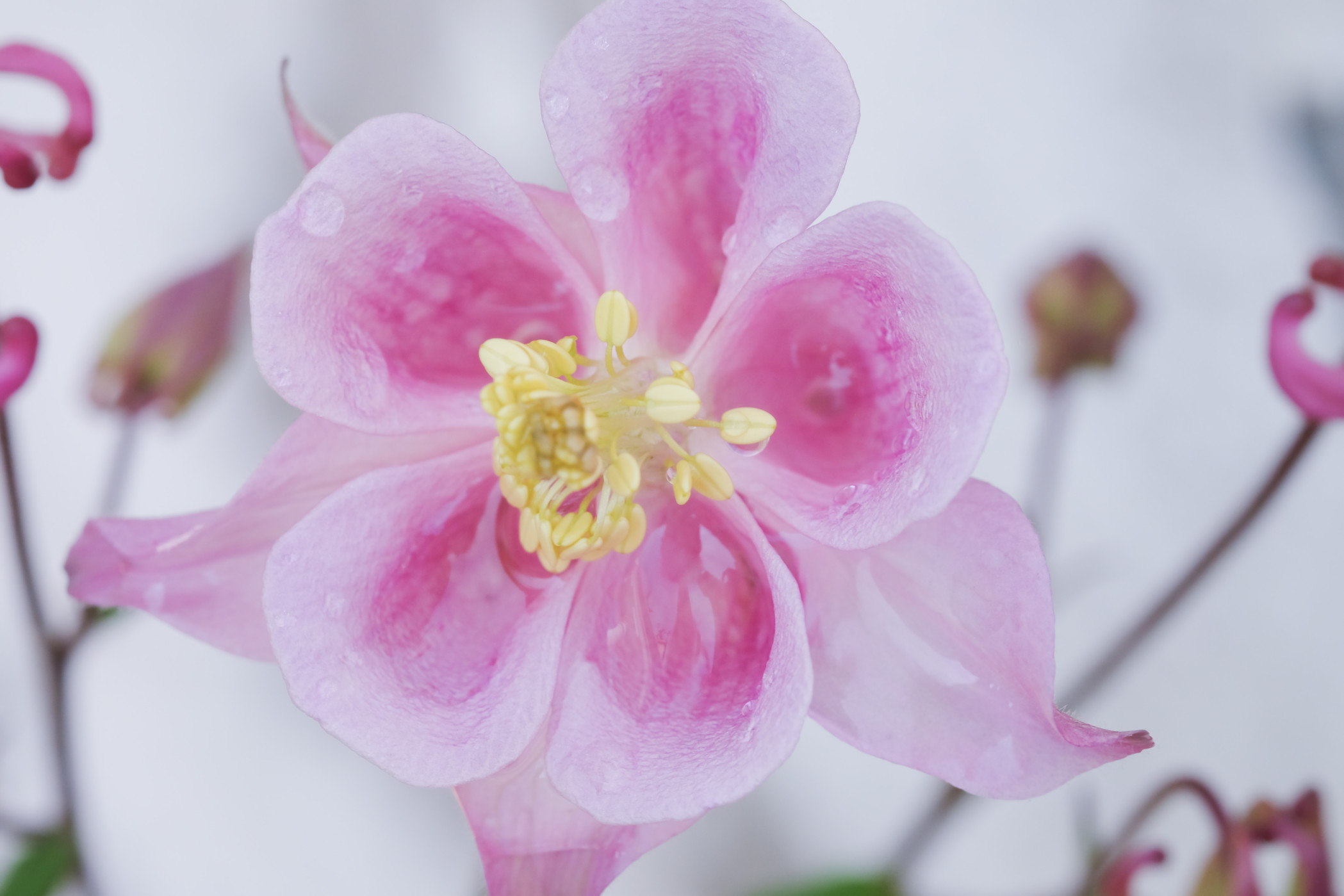Pink Flowers
