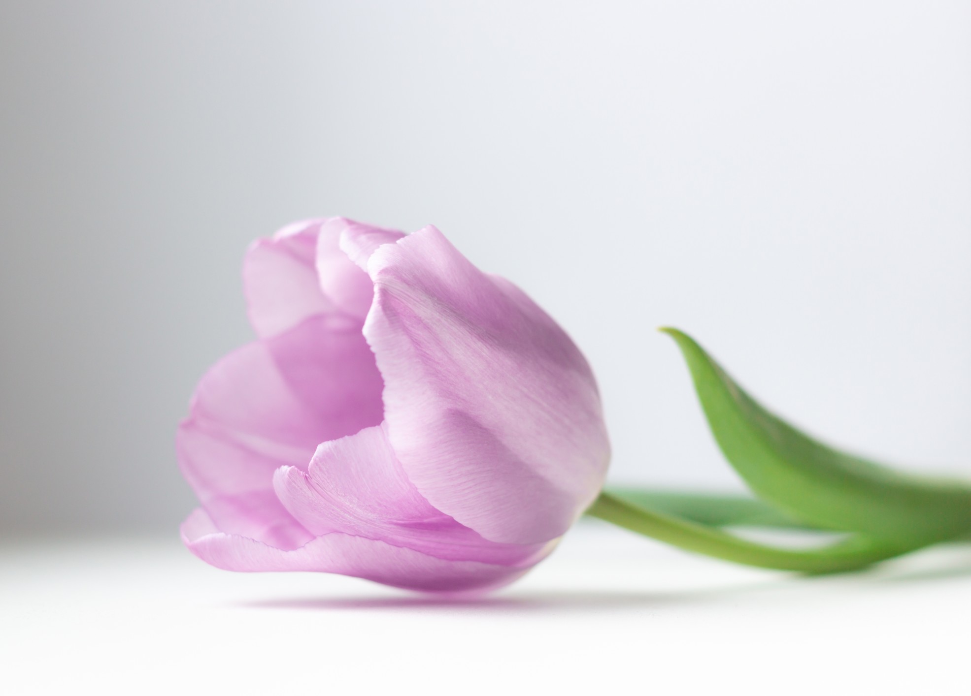 Pink tulip