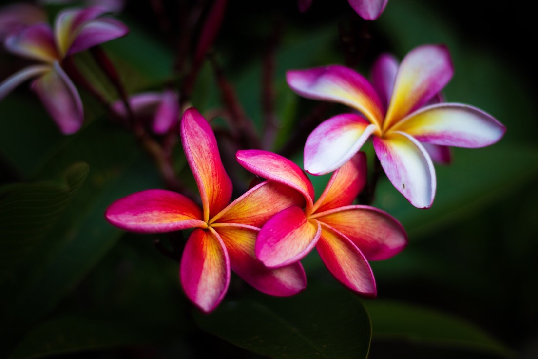 Plumerias